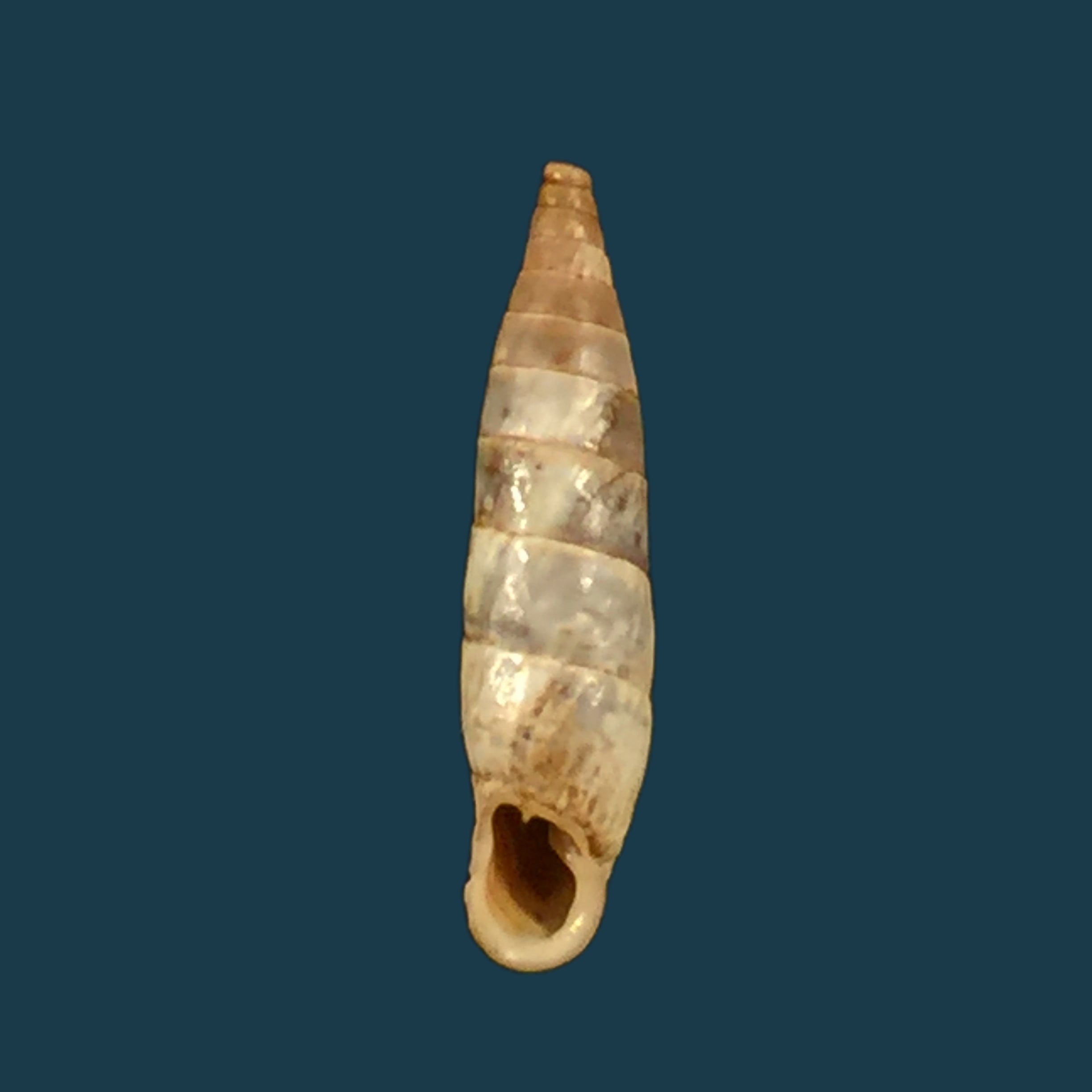 Albinaria eburnea glabella (L. Pfeiffer, 1865) - 20,9mm