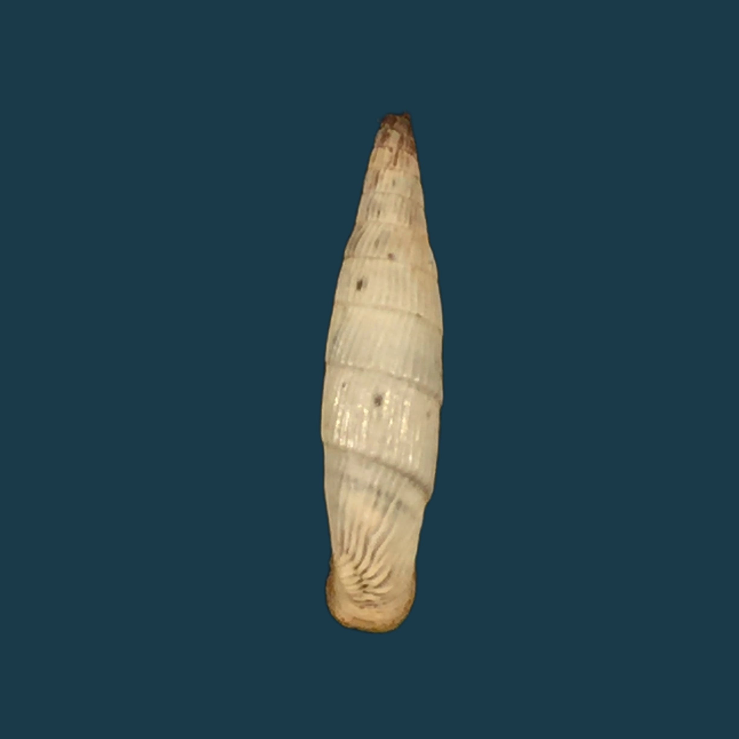 Albinaria teres vermiculata (O. Boettger, 1883) - 19,7mm
