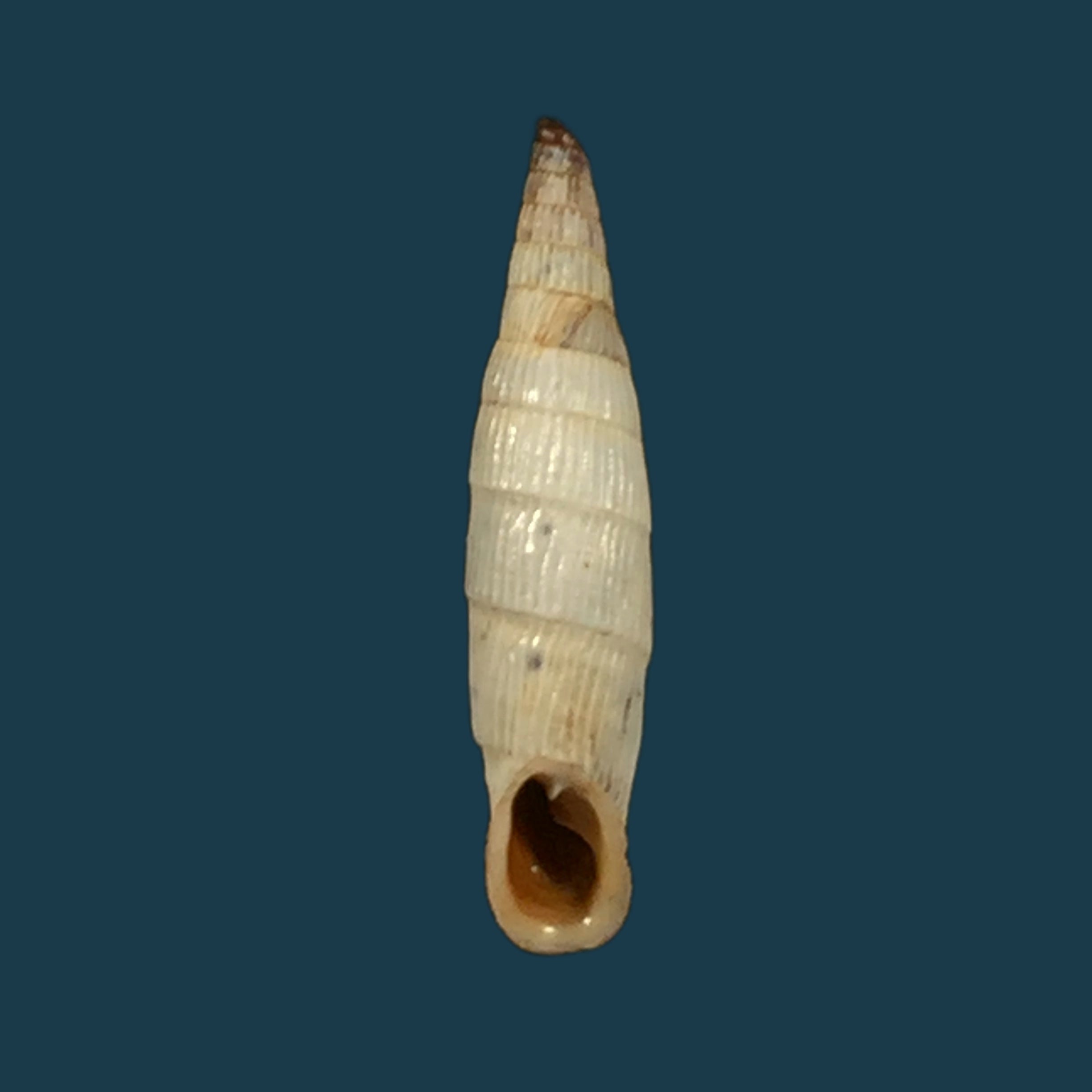 Albinaria teres vermiculata (O. Boettger, 1883) - 19,7mm