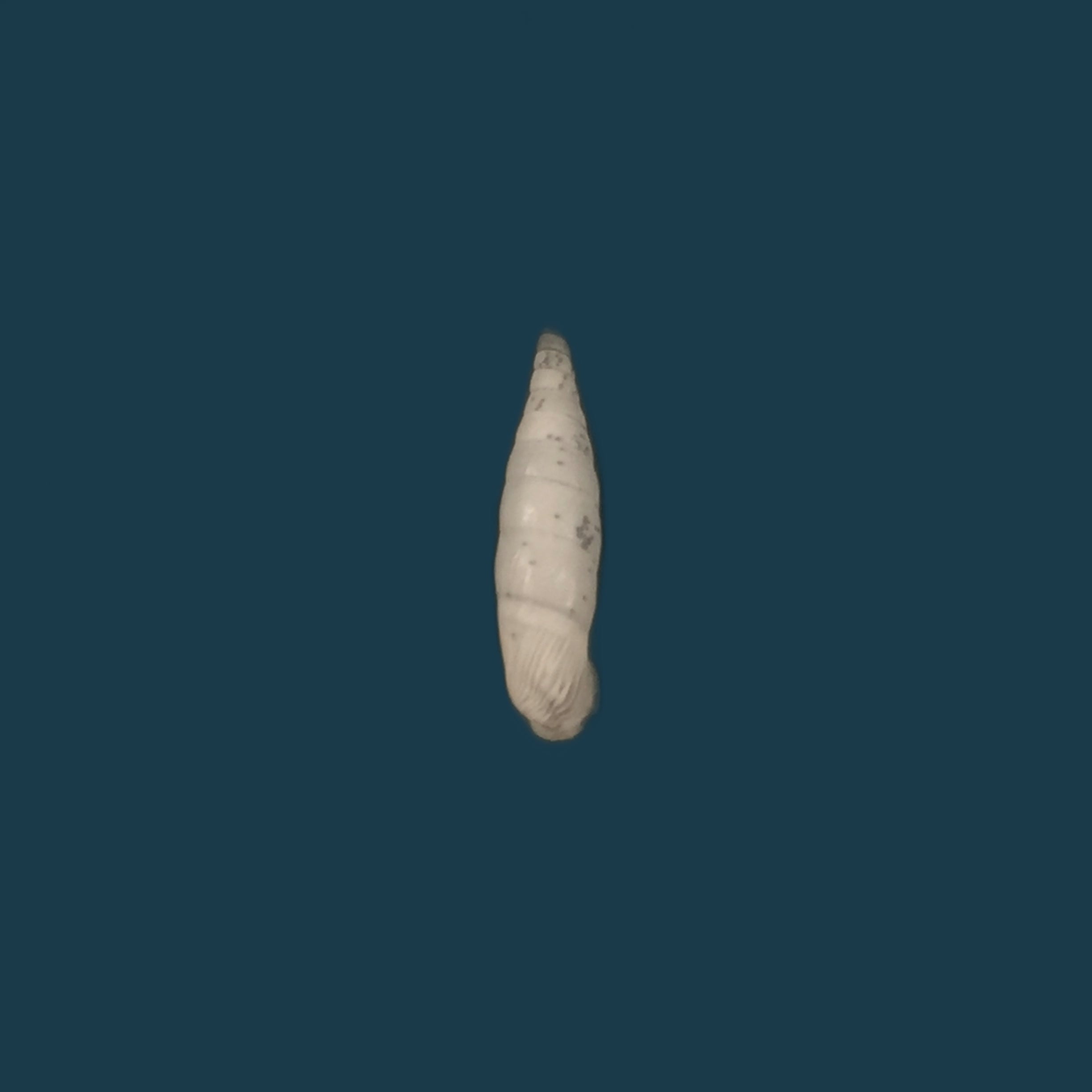 Albinaria turrita (L. Pfeiffer, 1850) - 16,5mm