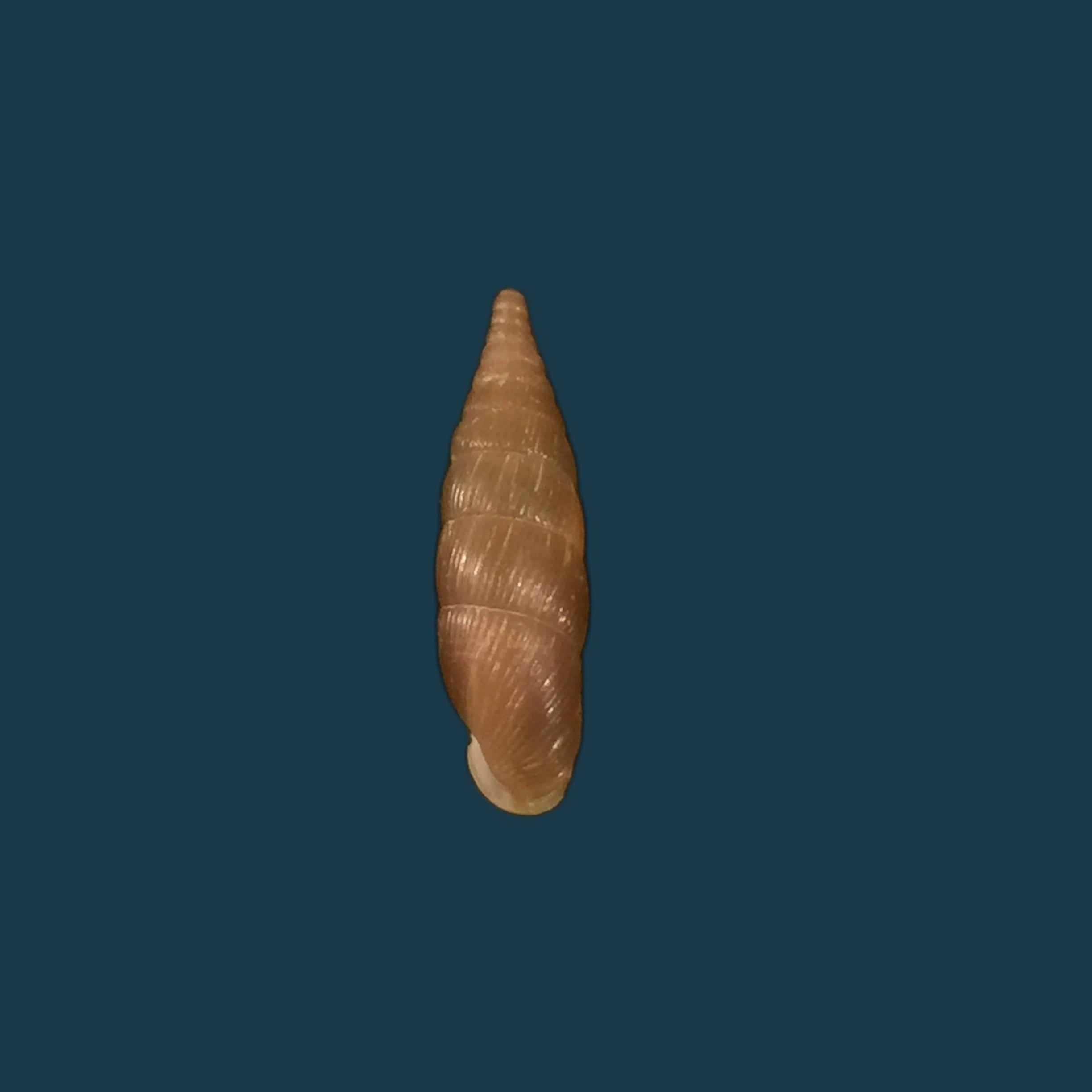 Balea Fallax (Rossmässler, 1836) - 17,8mm