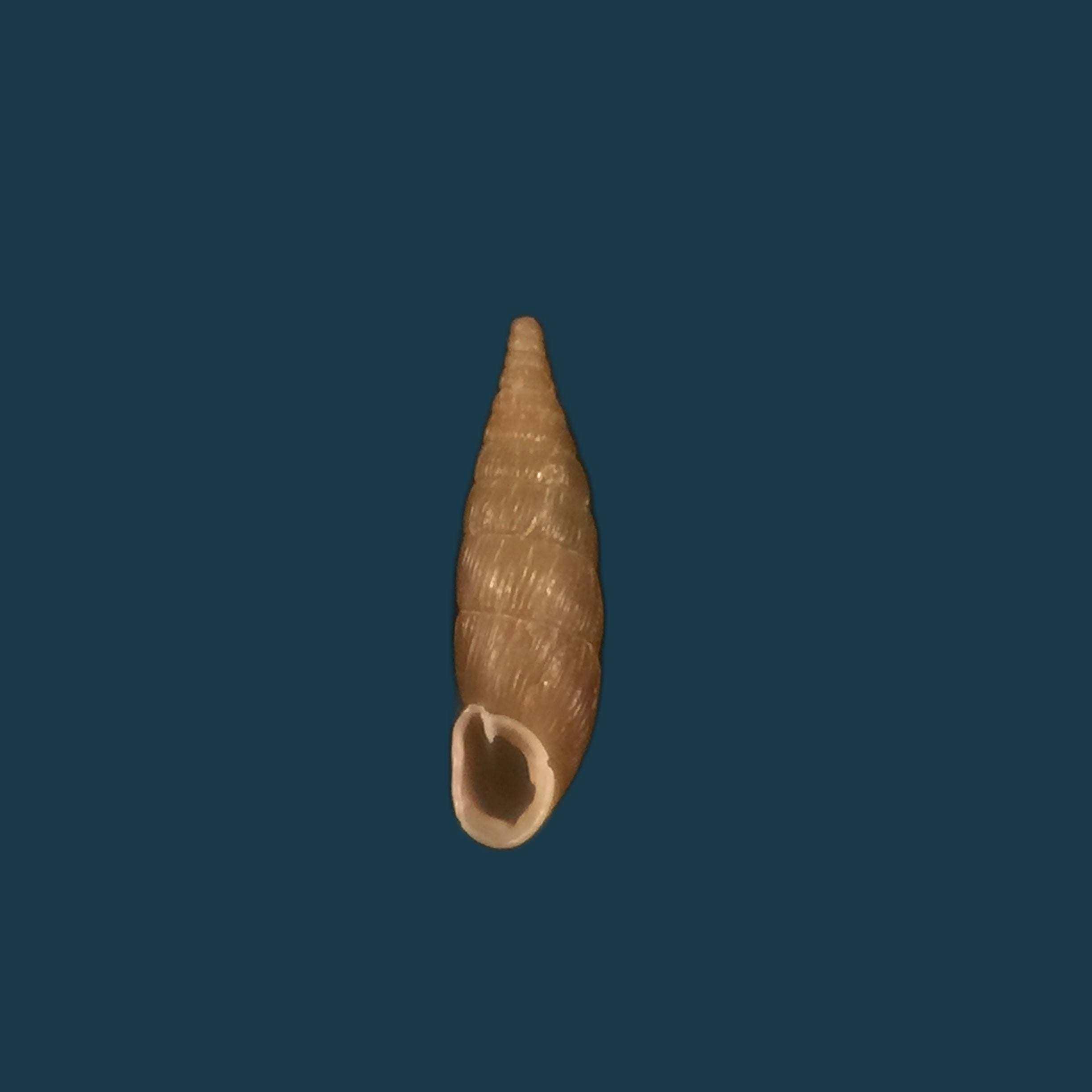 Balea Fallax (Rossmässler, 1836) - 17,8mm