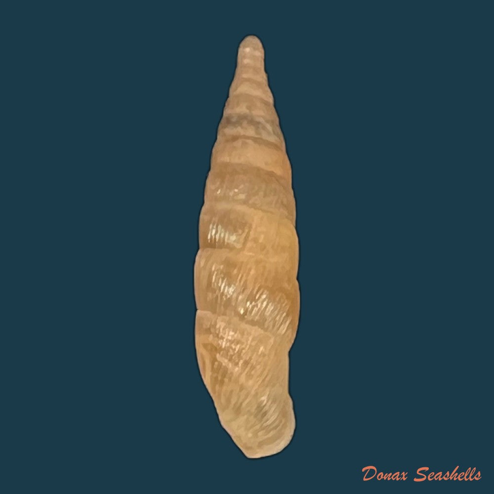 copia-de-alinda-alinda-biplicata-montagu-1803-16-1mm