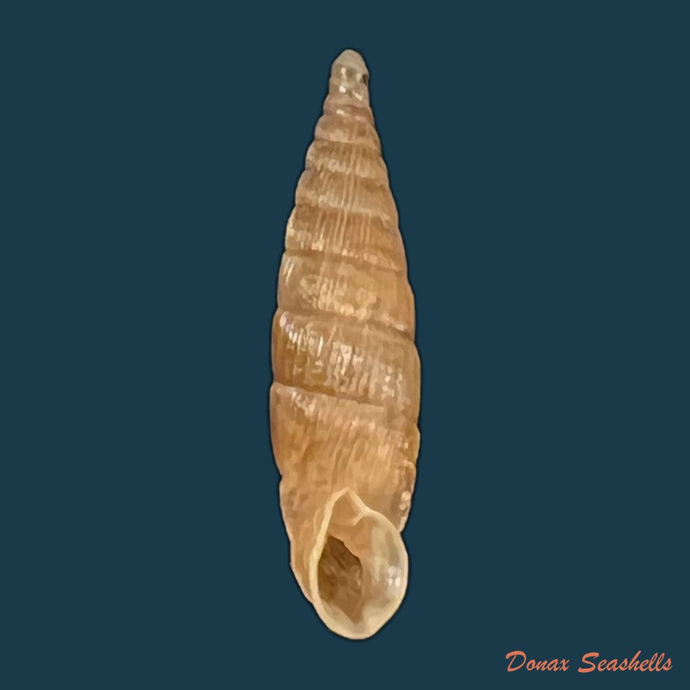 copia-de-alinda-alinda-biplicata-montagu-1803-16-6mm