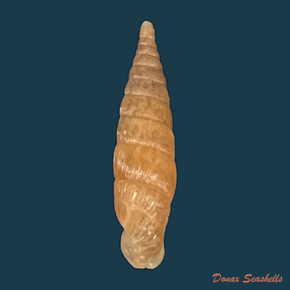 copia-de-alinda-alinda-biplicata-montagu-1803-17-1mm