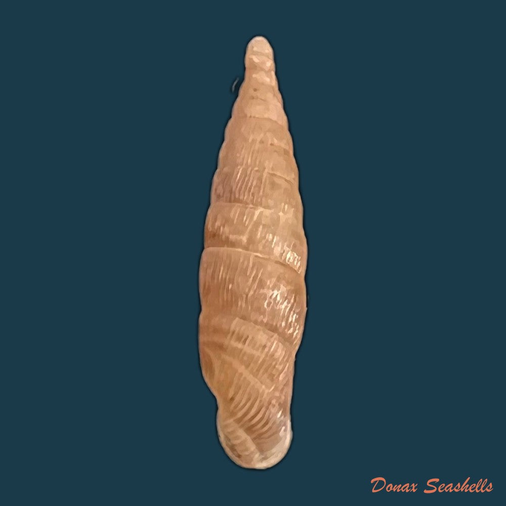 copia-de-alinda-biplicata-montagu-1803-16-5mm