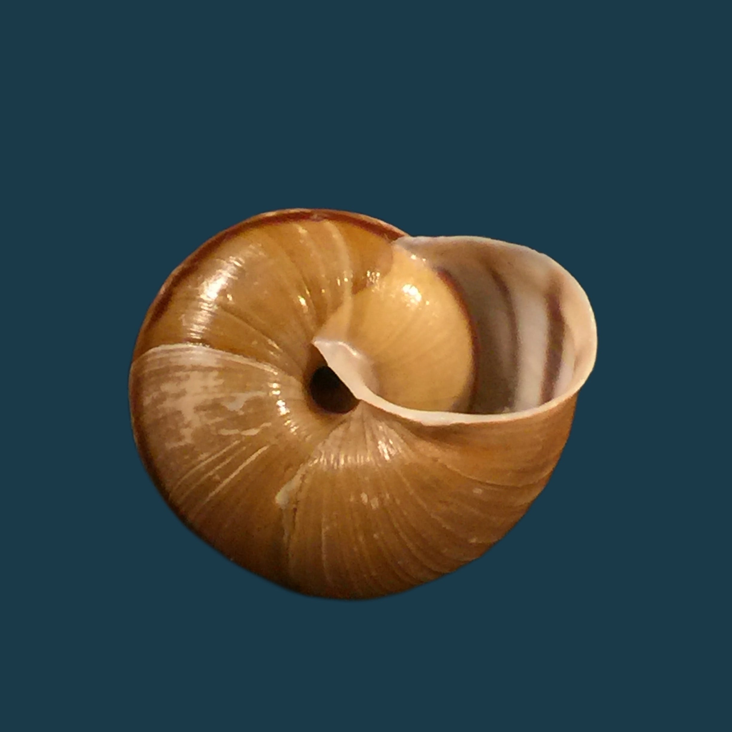Helicigona rumelica (EA Rossmässler, 1838) - 23,8mm