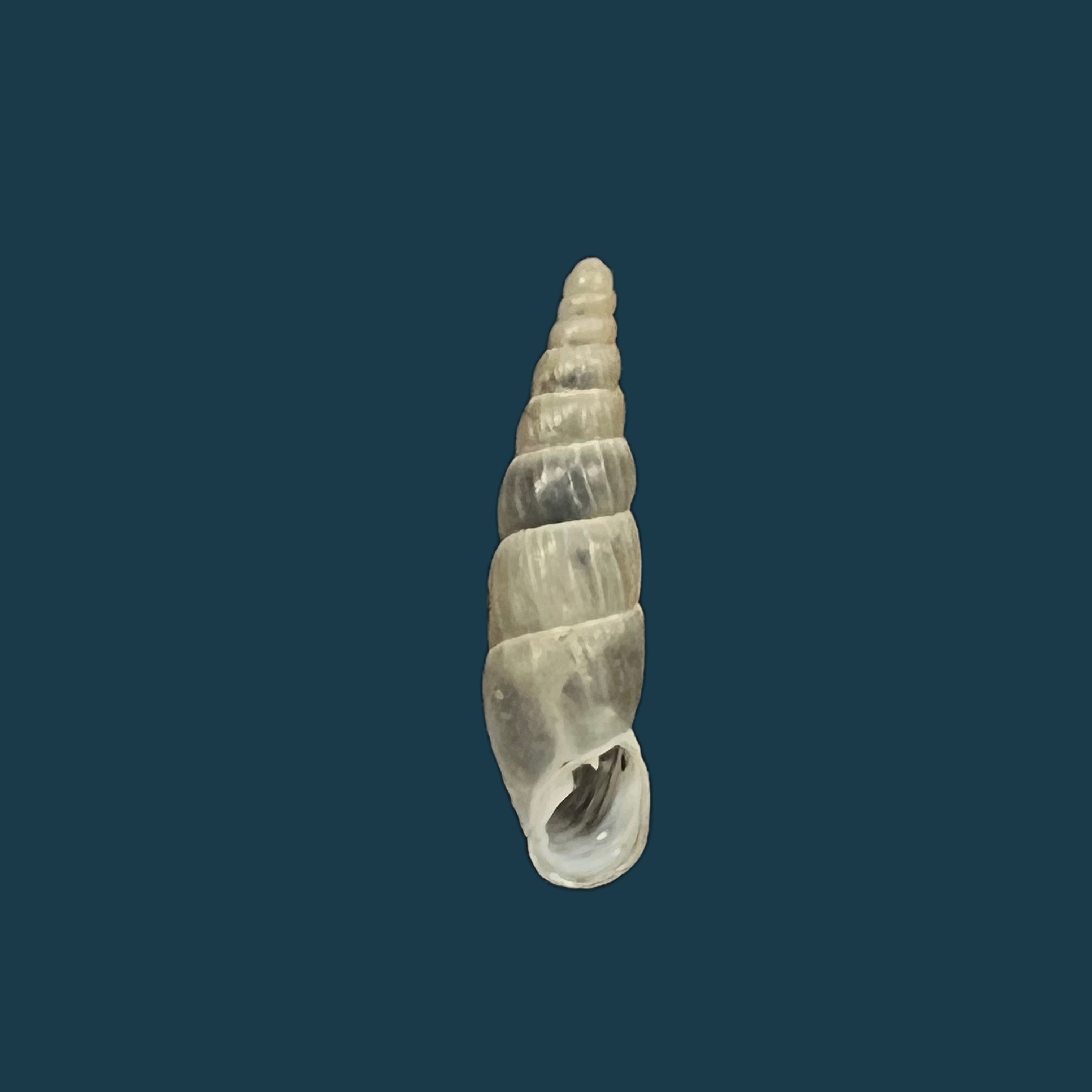 Alopia hildergardae hildergardae Kimakowicz, 1931 - 14mm