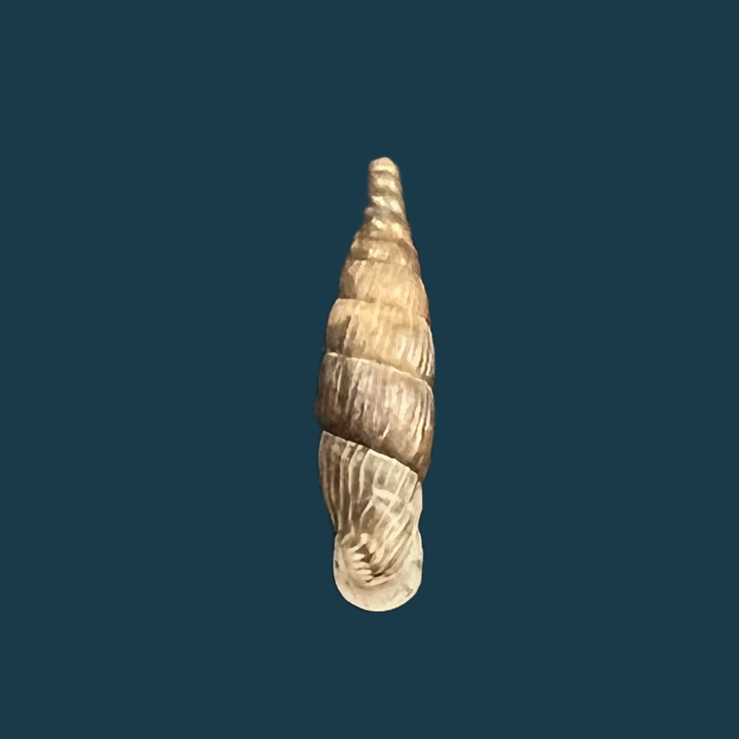Alopia bogatensis bogatensis Bielz, 1856 - 14,2毫米