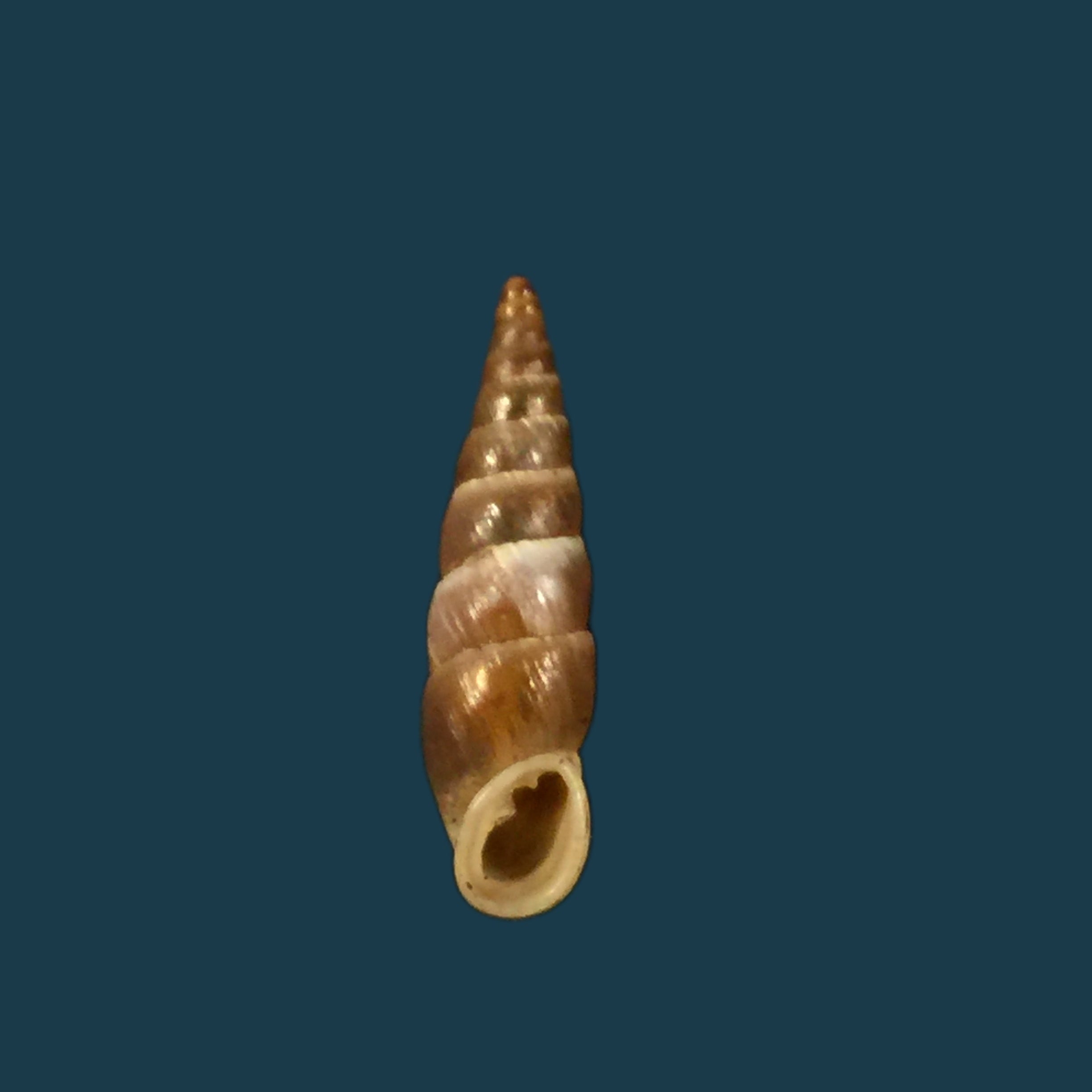 Alopia livida (Menke, 1828) - 16,4mm