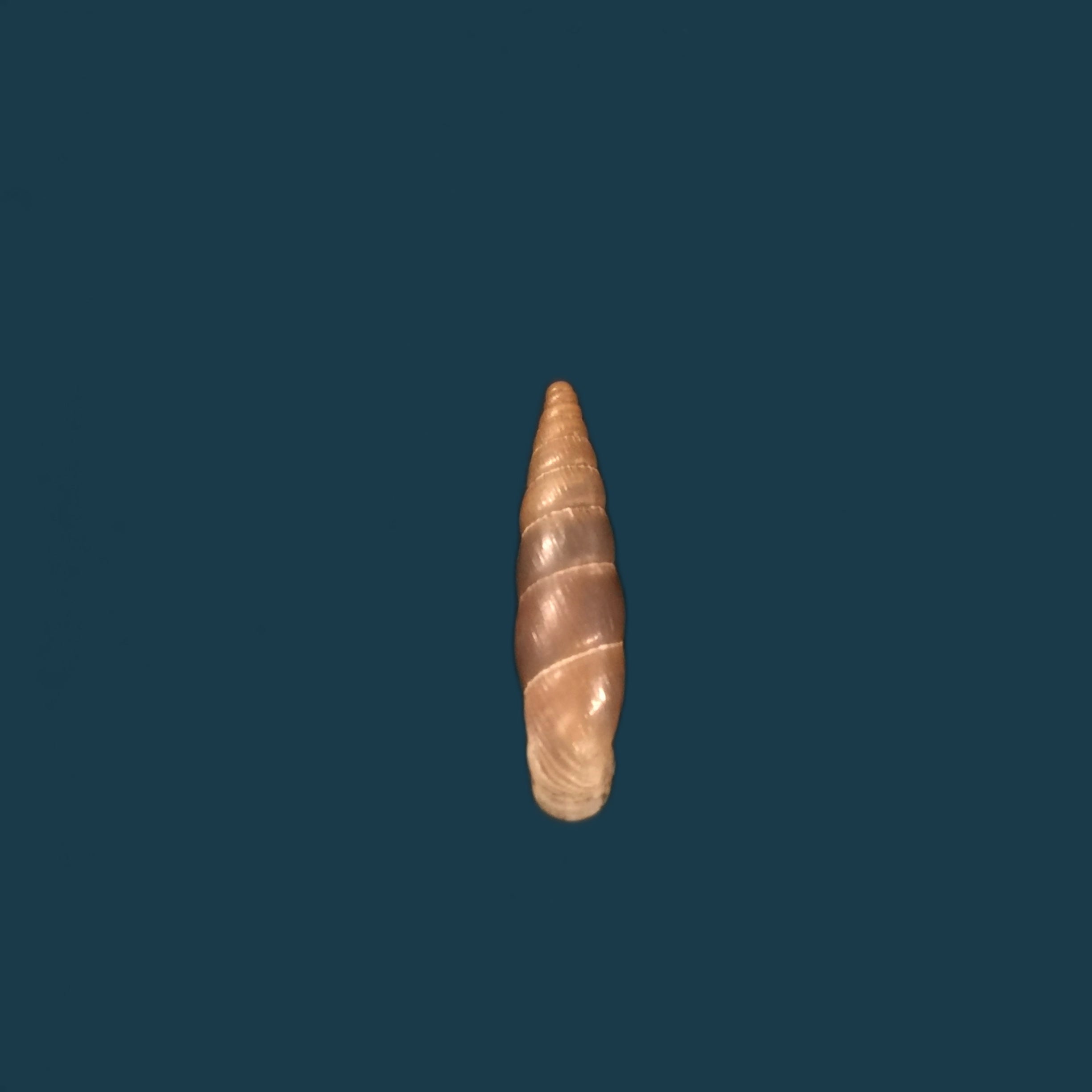 Alopia livida (Menke, 1828) - 17,3mm