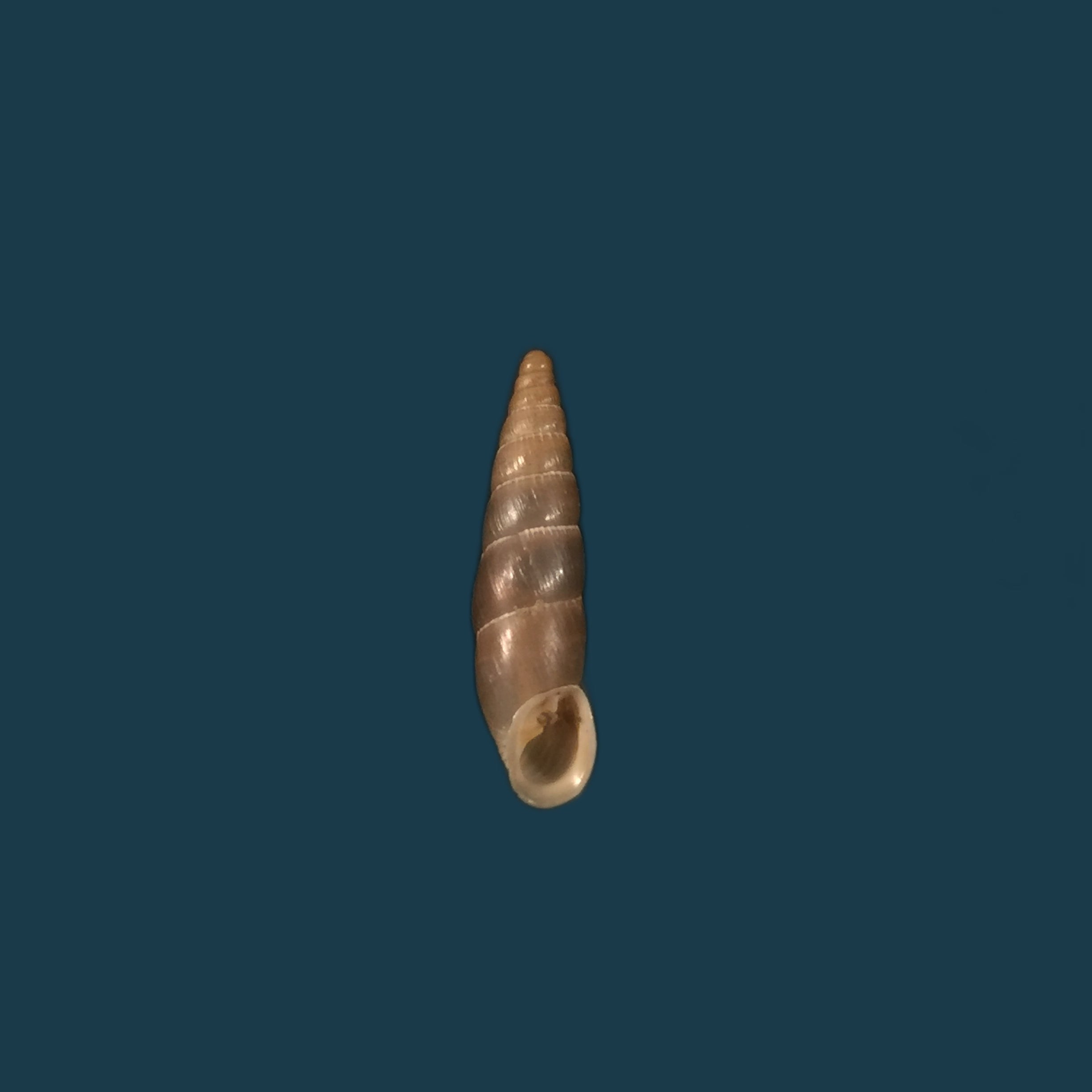 Alopia livida (Menke, 1828) - 17,3mm