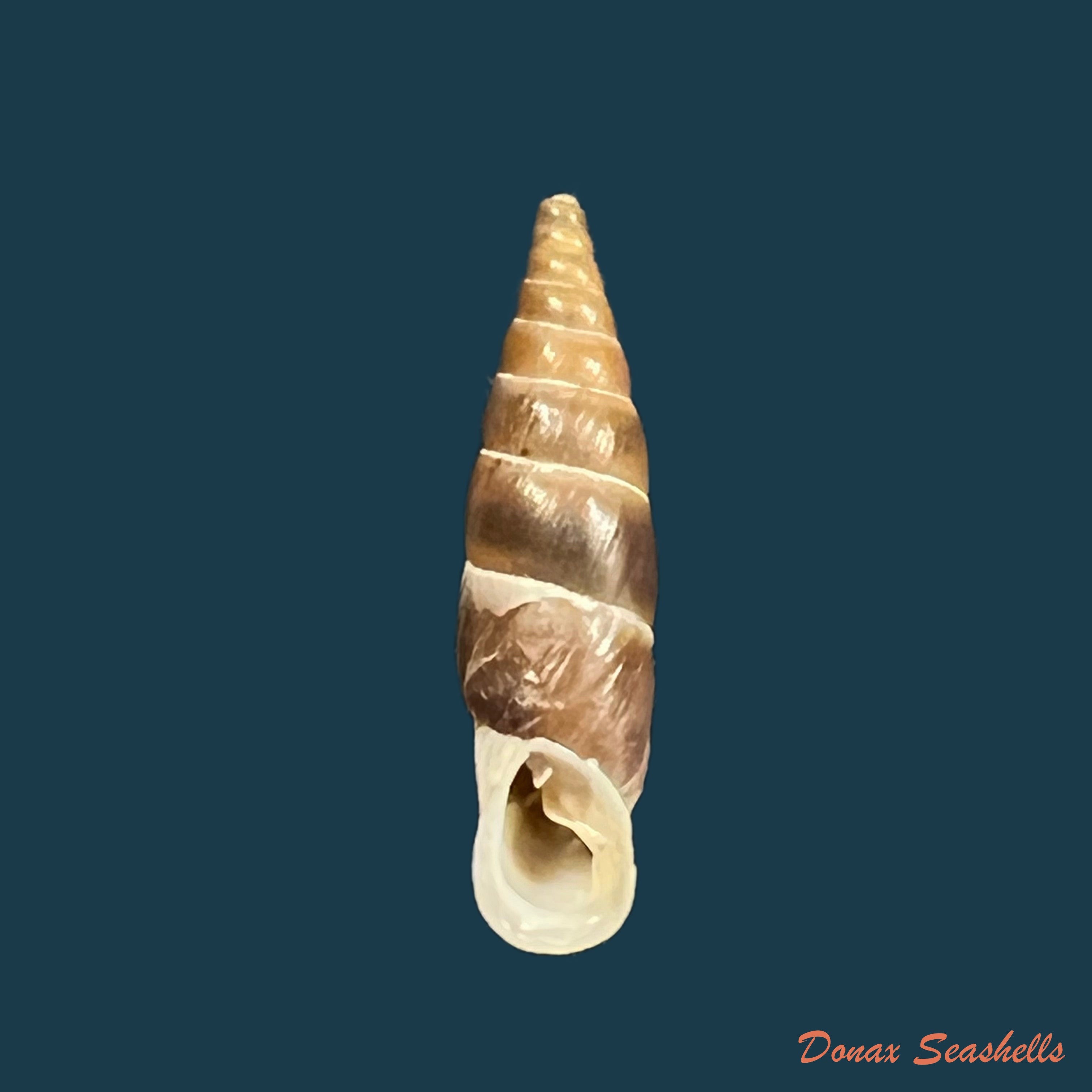 copia-de-alopia-plumbea-plumbea-rossmassler-1839-16-8mm