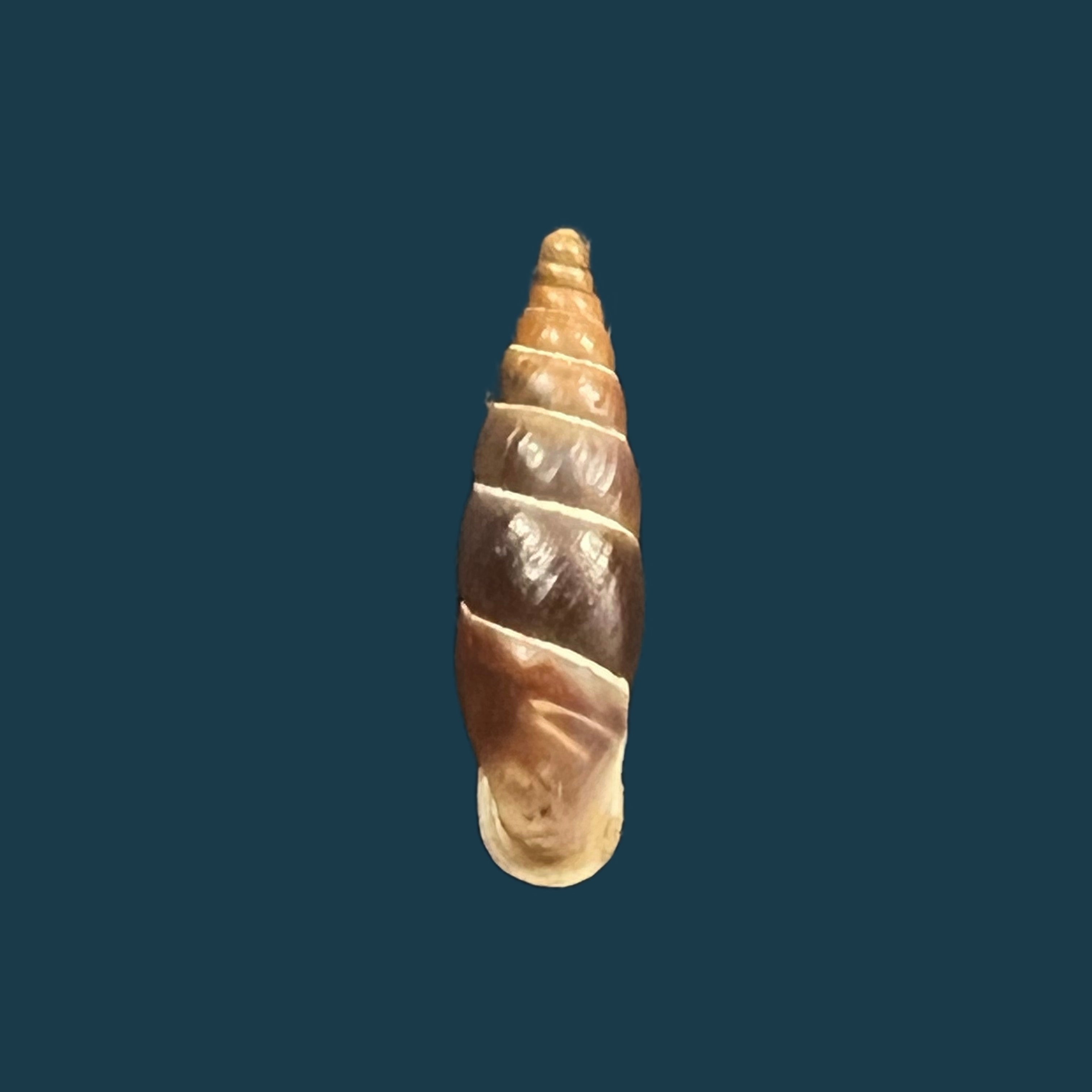 Alopia plumbea schmidti (Kimakowicz, 1894) - 15,3mm