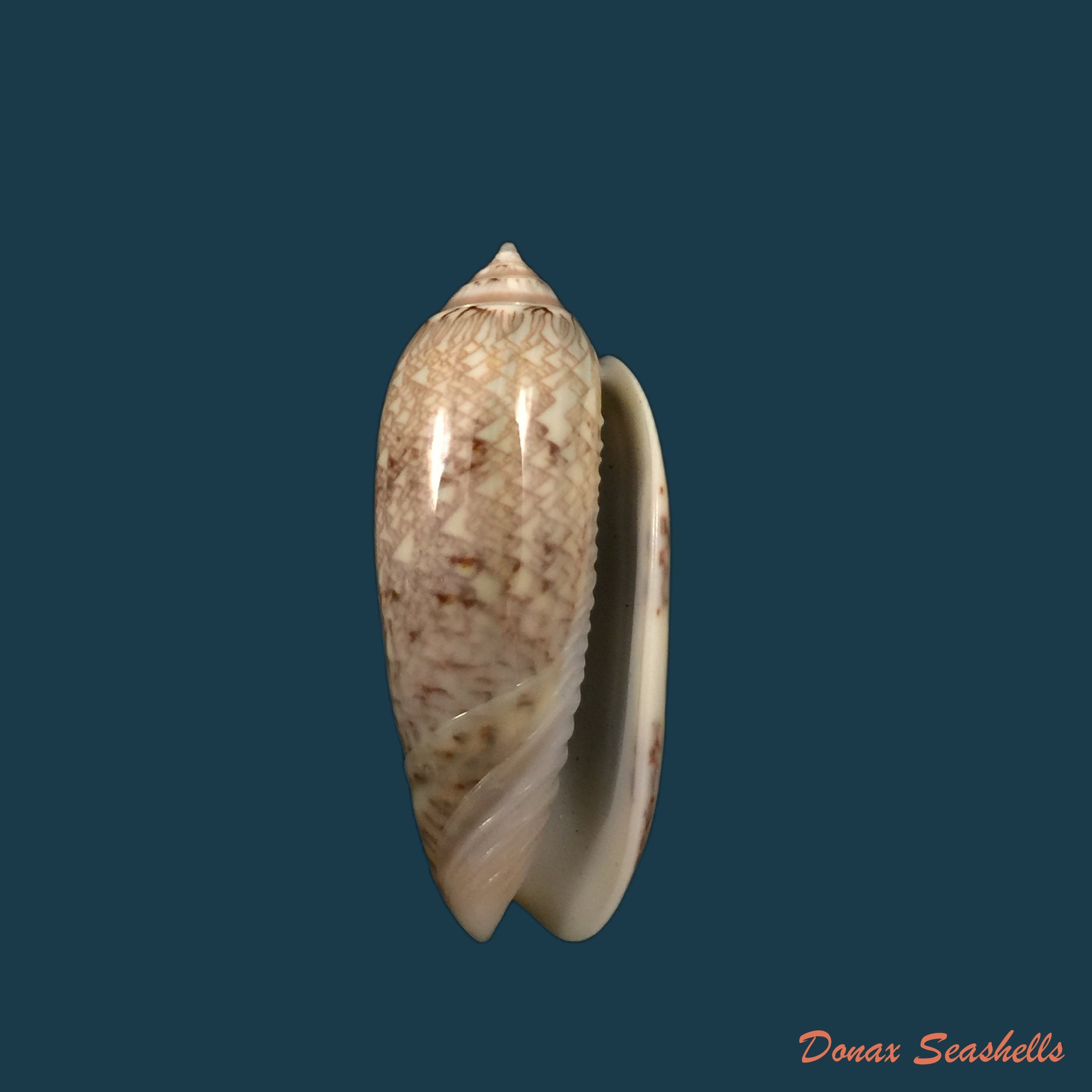 copia-de-americoliva-circinata-marrat-1871-49-9mm