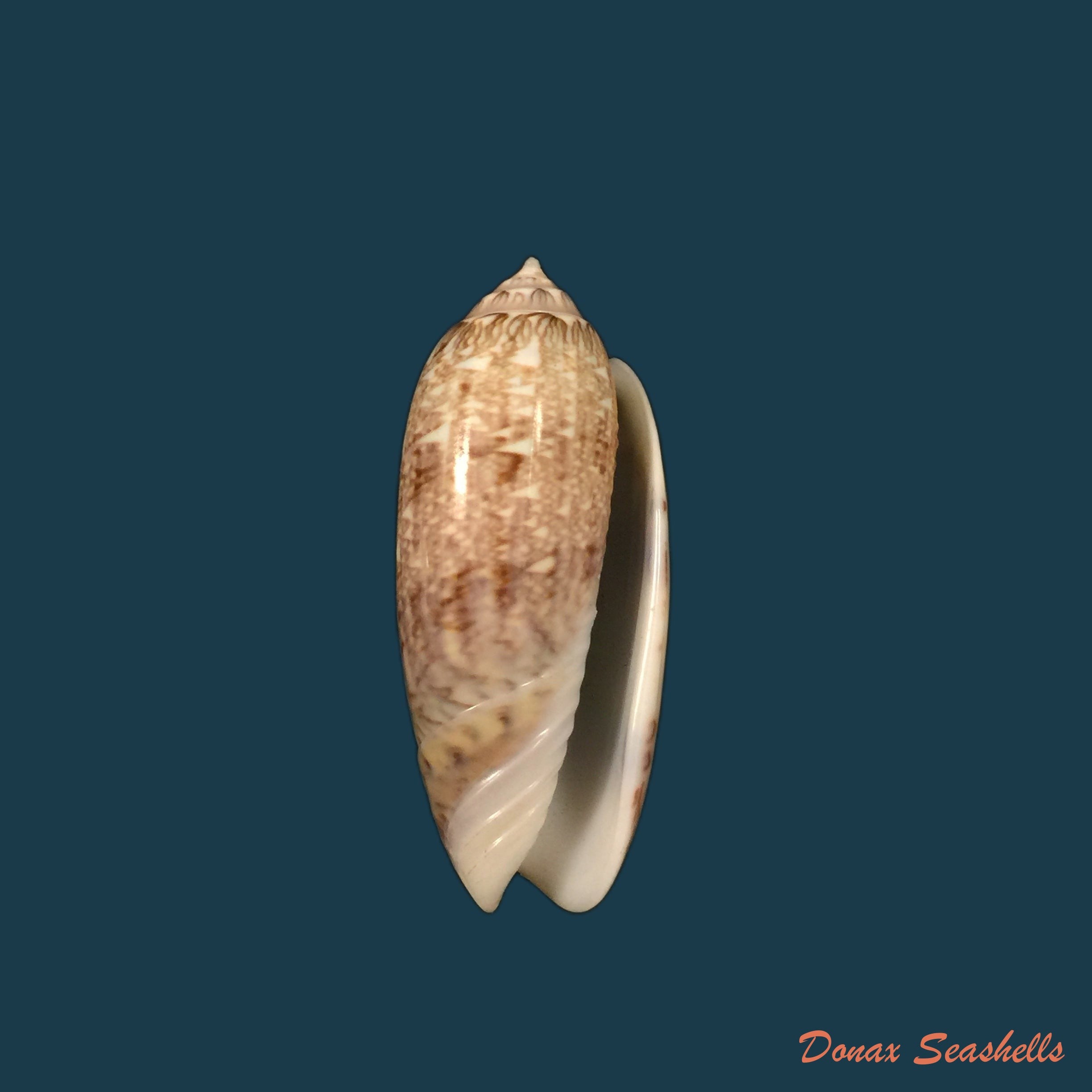 copia-de-americoliva-circinata-marrat-1871-50-1mm