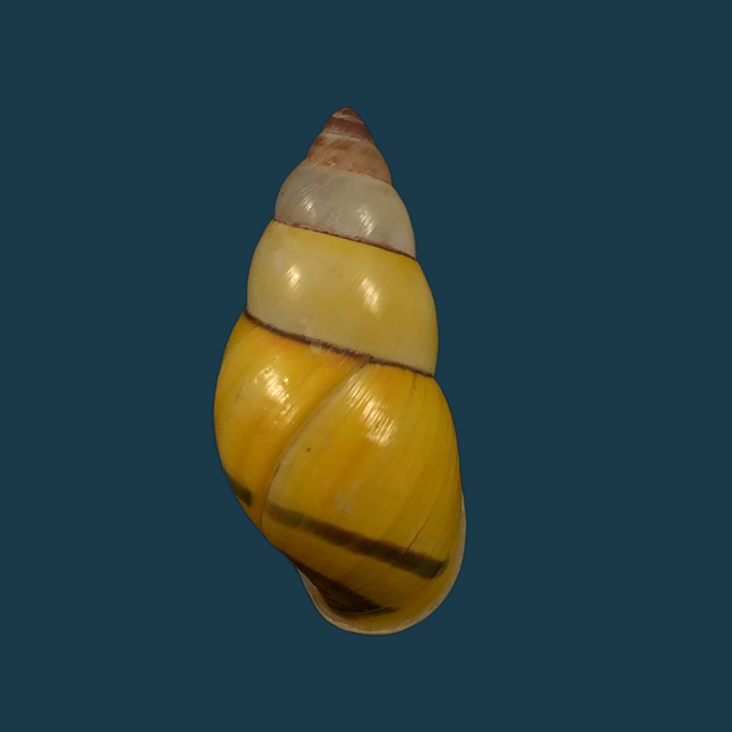 Amphidromus poecilochorous candidus M. Djajasasmita, 1963 - 34,3mm