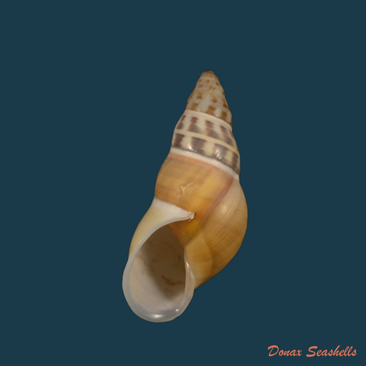 copia-de-amphidromus-contrarius-hanieli-rensch-1931-40-2mm