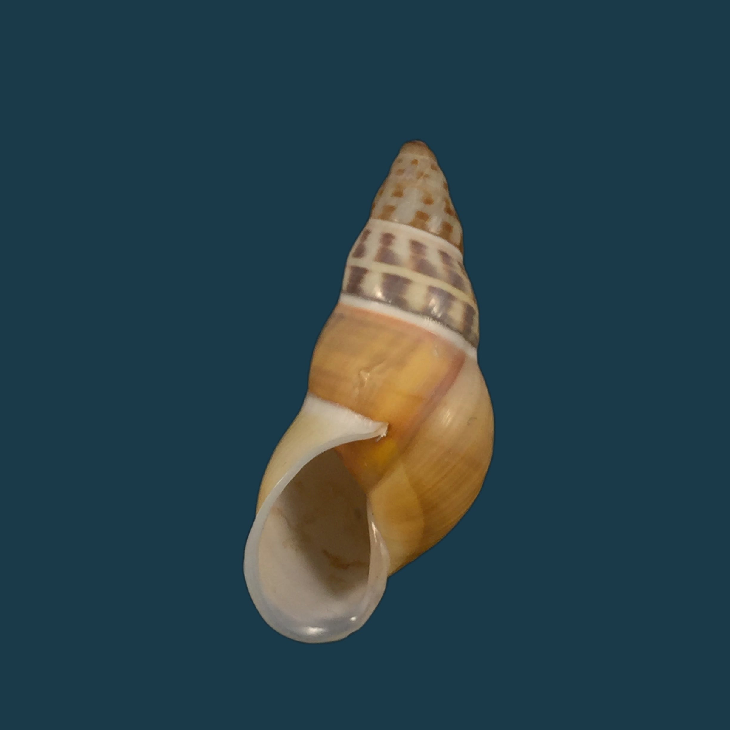 Amphidromus contrarius hanieli Rensch, 1931 - 38,5mm