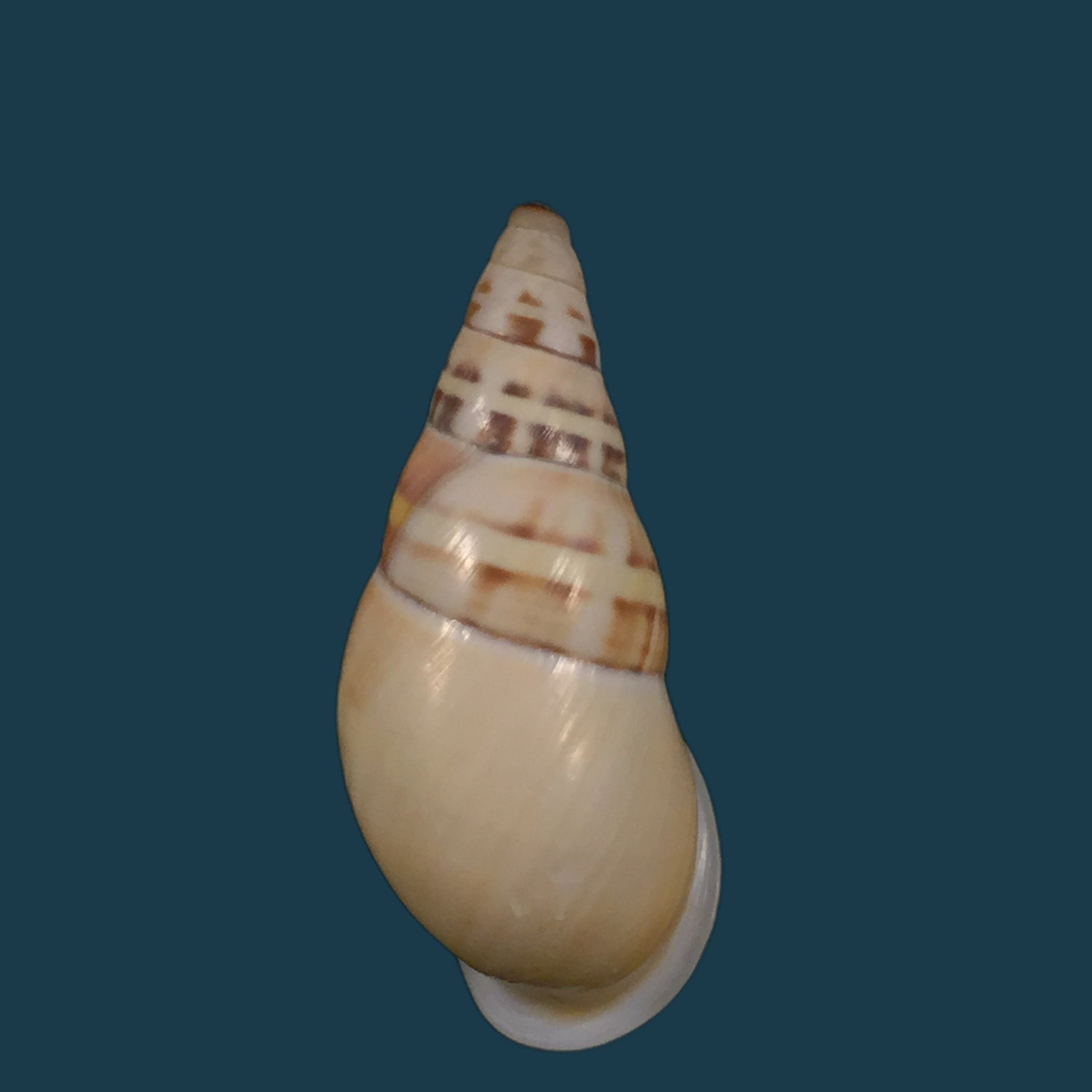 Amphidromus contrarius hanieli Rensch, 1931 - 40,2mm