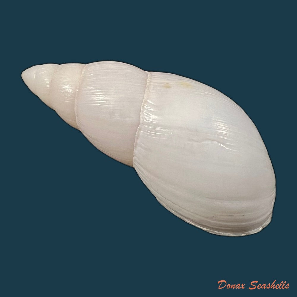 copia-de-amphidromus-furcillatus-mousson-1849-30-6mm