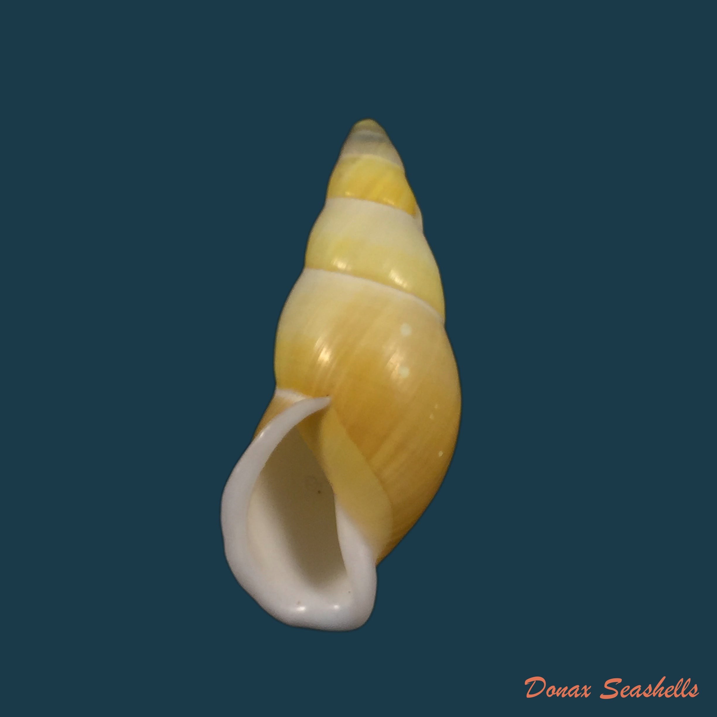 copia-de-amphidromus-inconstante-gracilis-von-martens-1899-63-2mm
