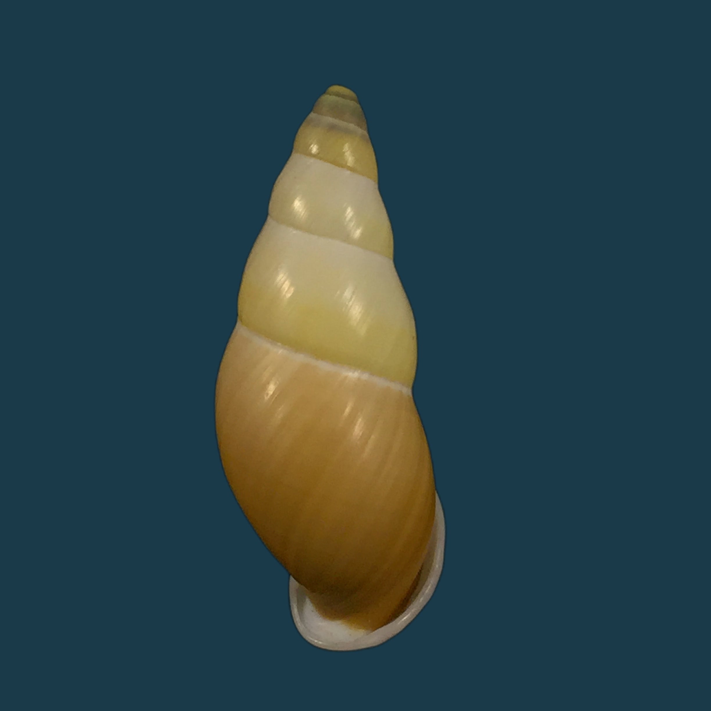 Amphidromus inconstans var. gracilis Rolle, 1903 - 38,9mm