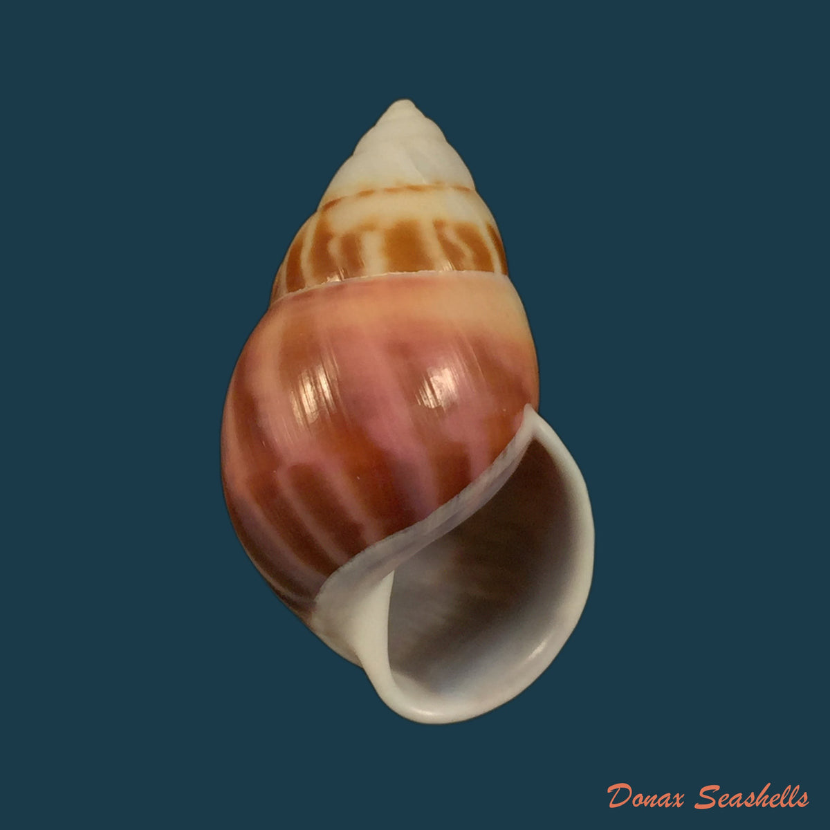 copia-de-amphidromus-palaceus-mousson-1848-58mm