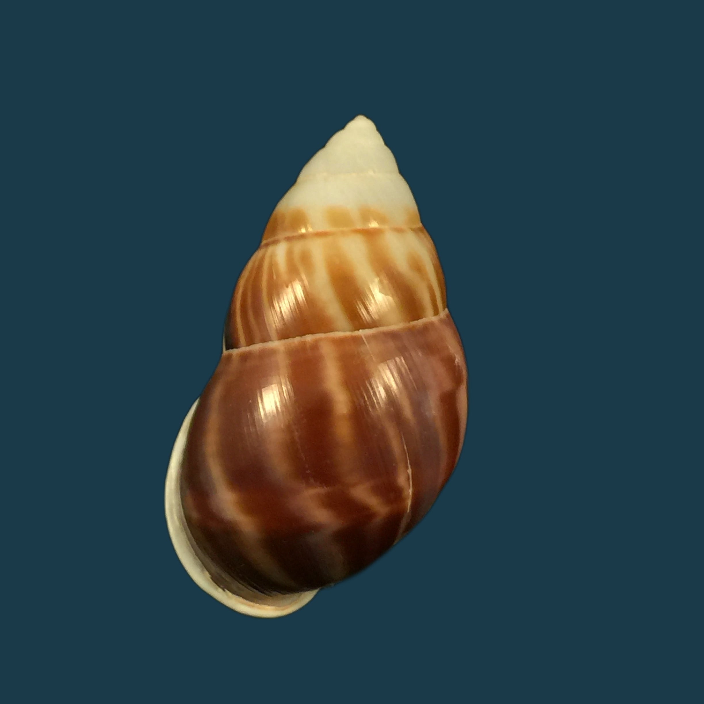 Amphidromus perversus (林奈, 1758) - 46,1mm