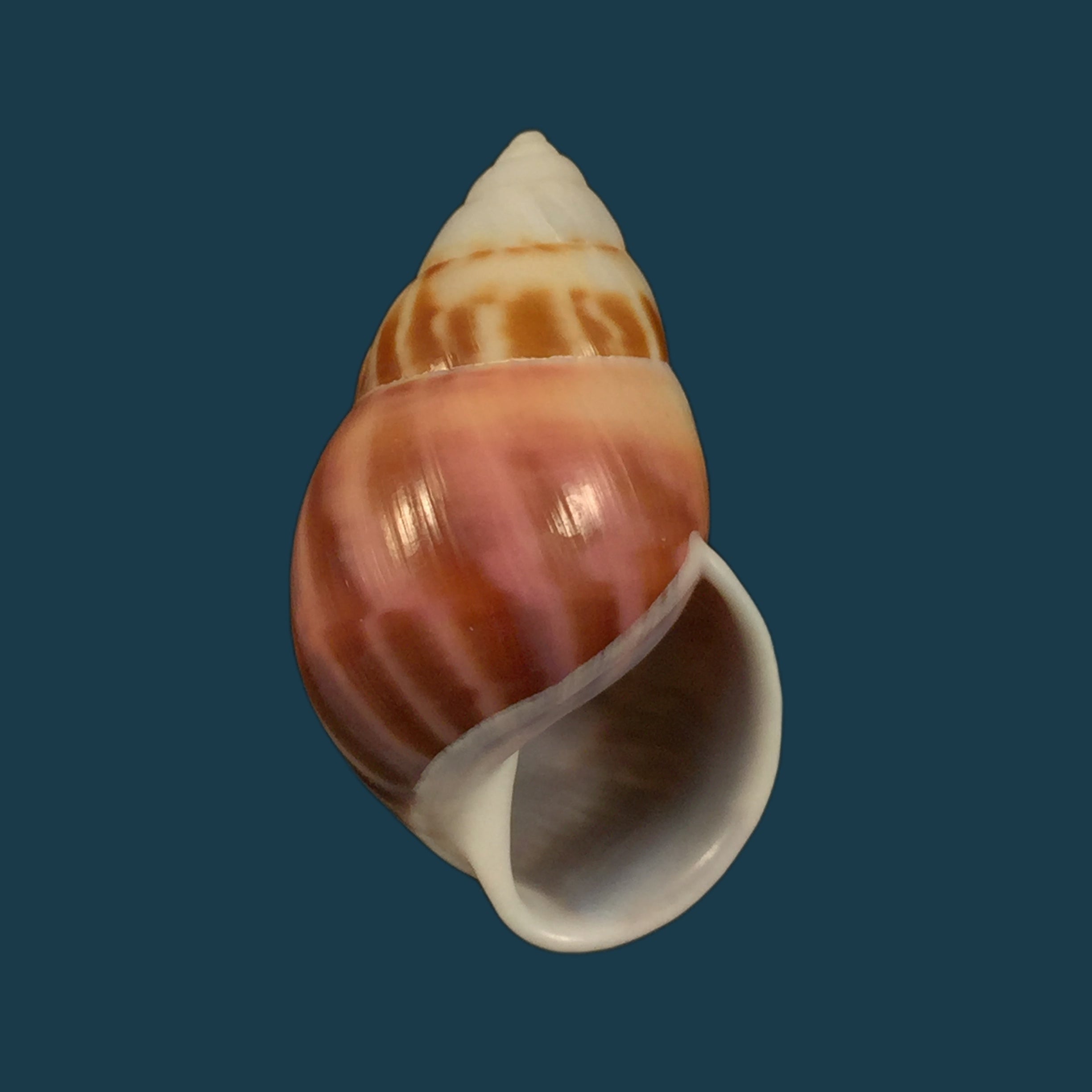 Amphidromus perversus (林奈, 1758) - 46,1mm