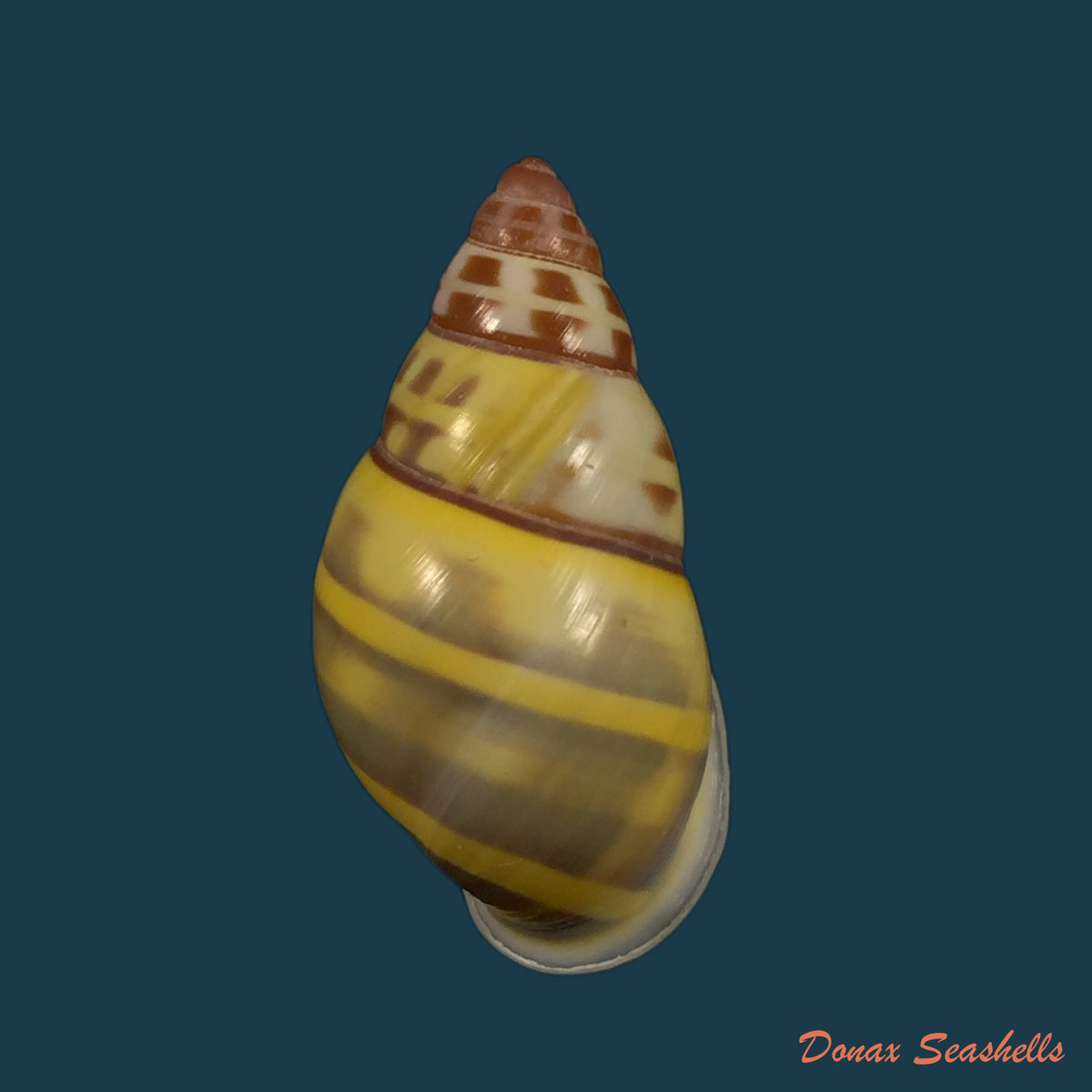 copia-de-amphidromus-rottiensis-chan-tan-abbas-2008-27mm
