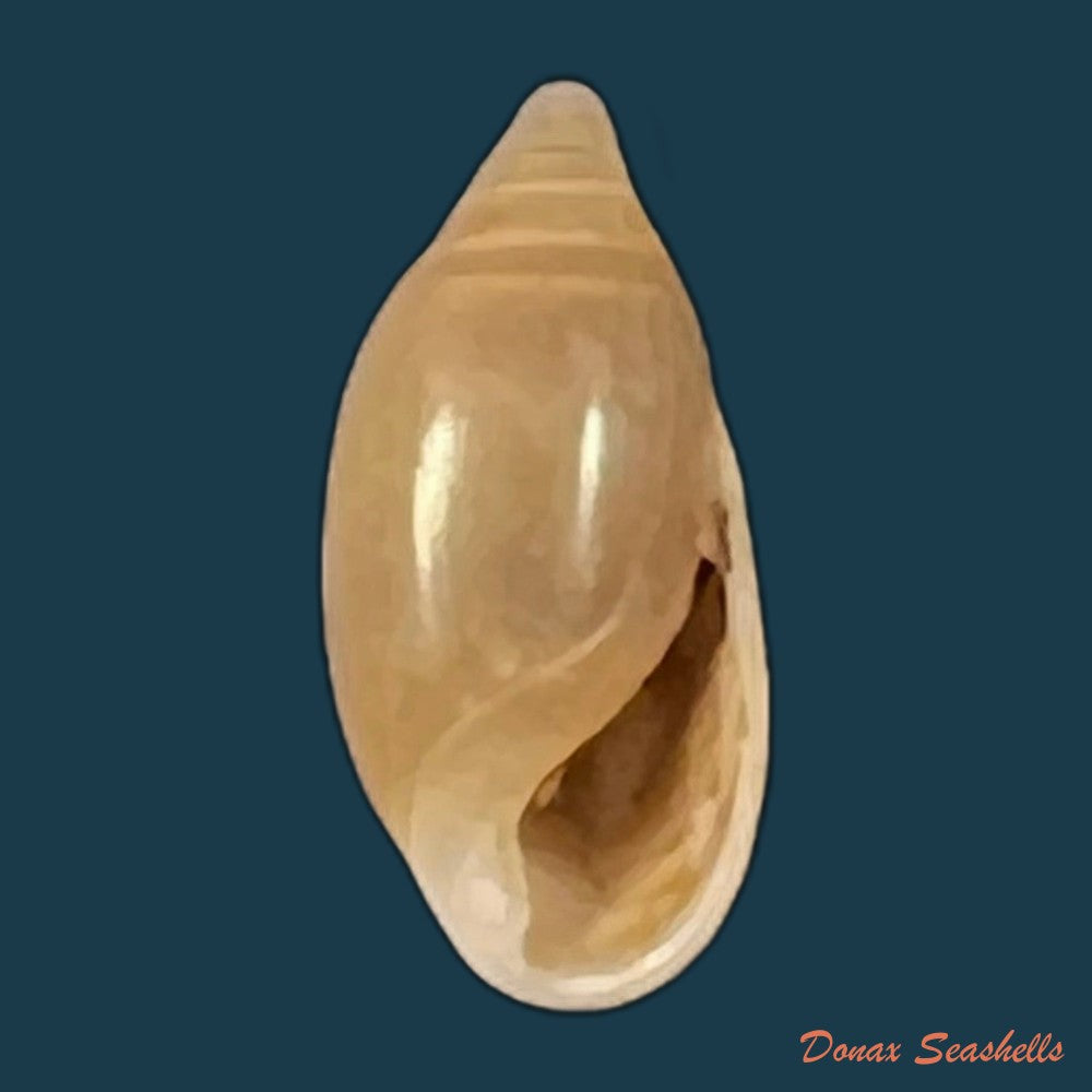 copia-de-amphorella-melampoides-r-t-lowe-1831-9-9mm