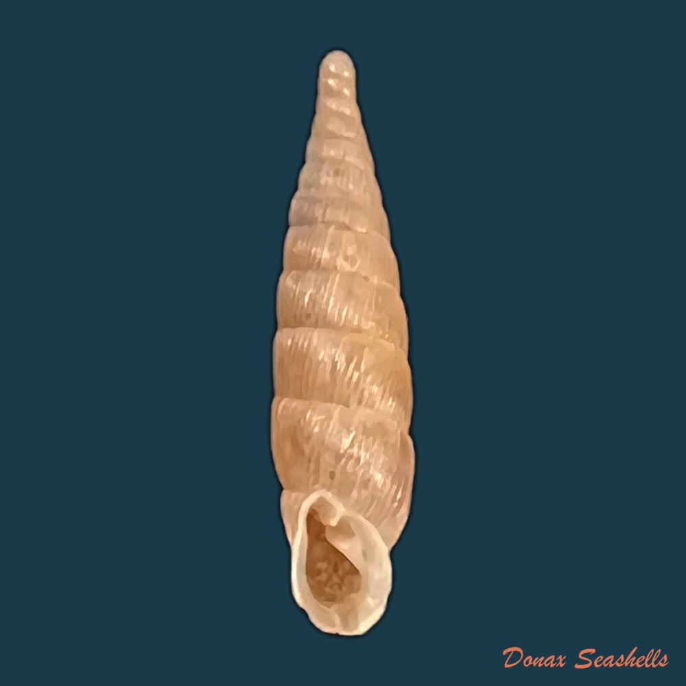 copia-de-andinia-taczanowskii-lubomirski-1879-23-3mm