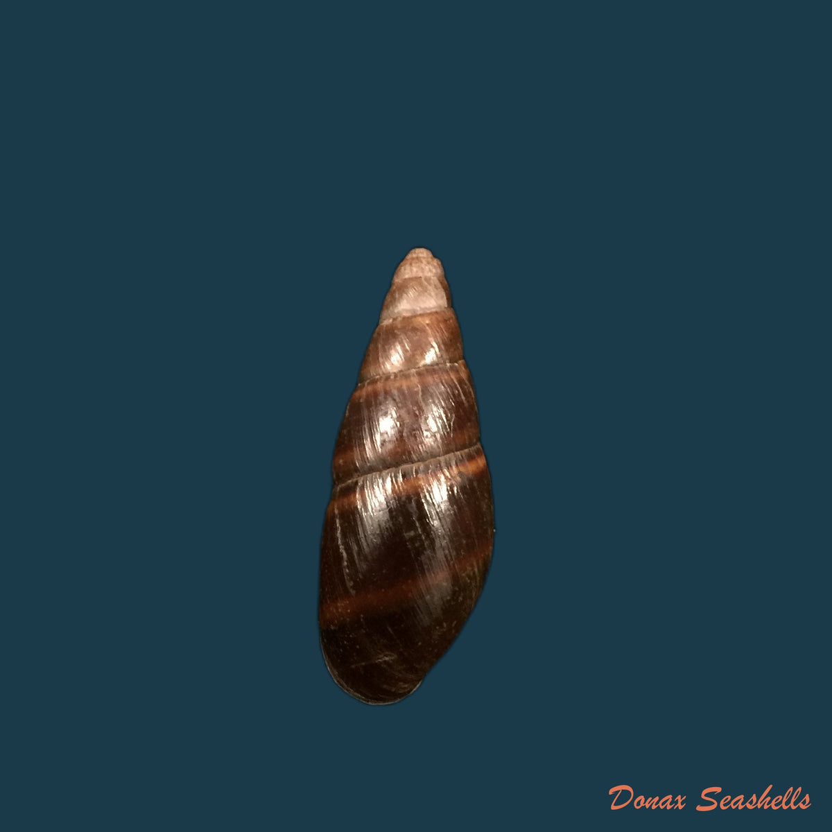 copia-de-anodontites-trapesialis-exoticus-lamarck-1819-105-2mm-1