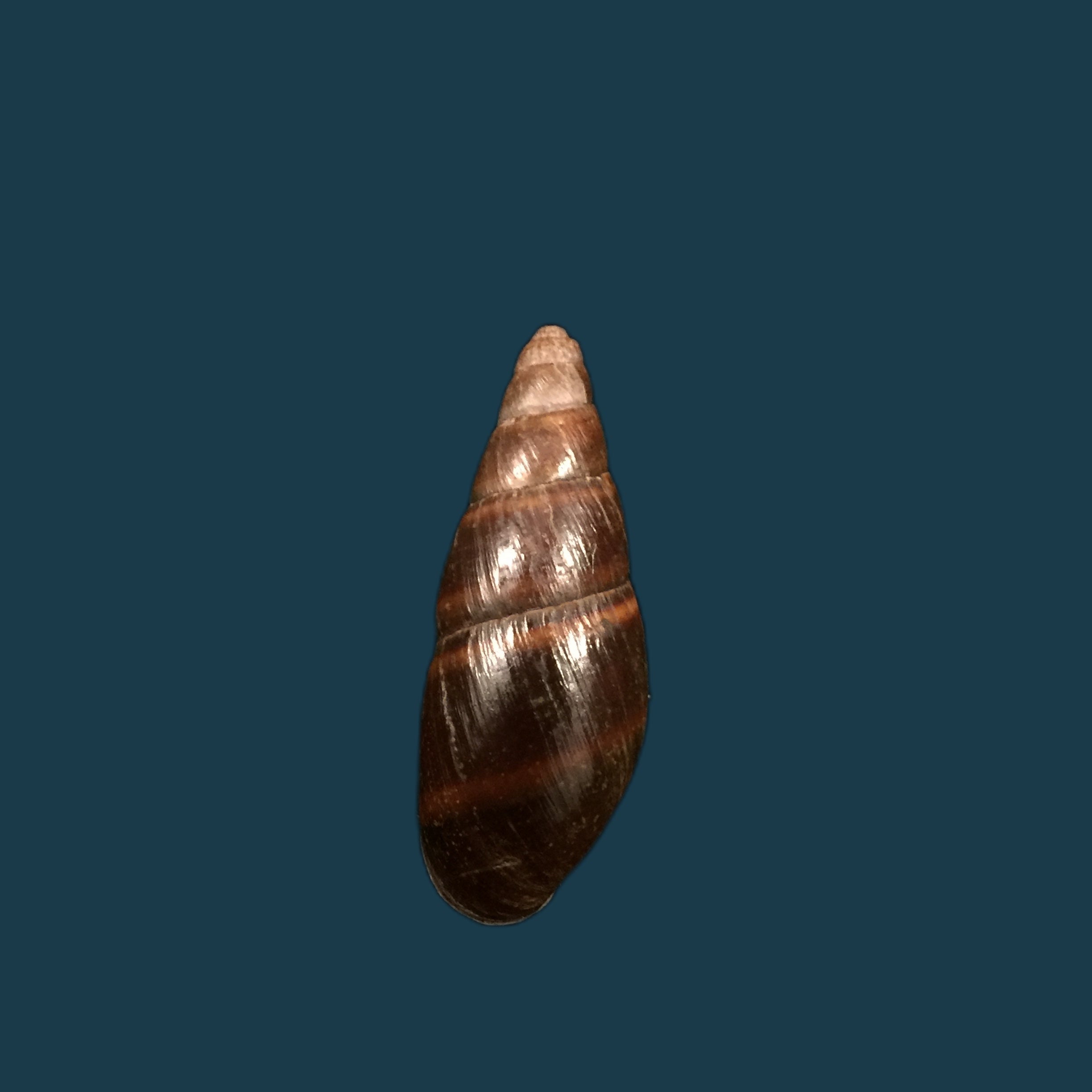 Thaumastus bitaeniatus bifasciatus(腓立比,1847 年) - 38 毫米