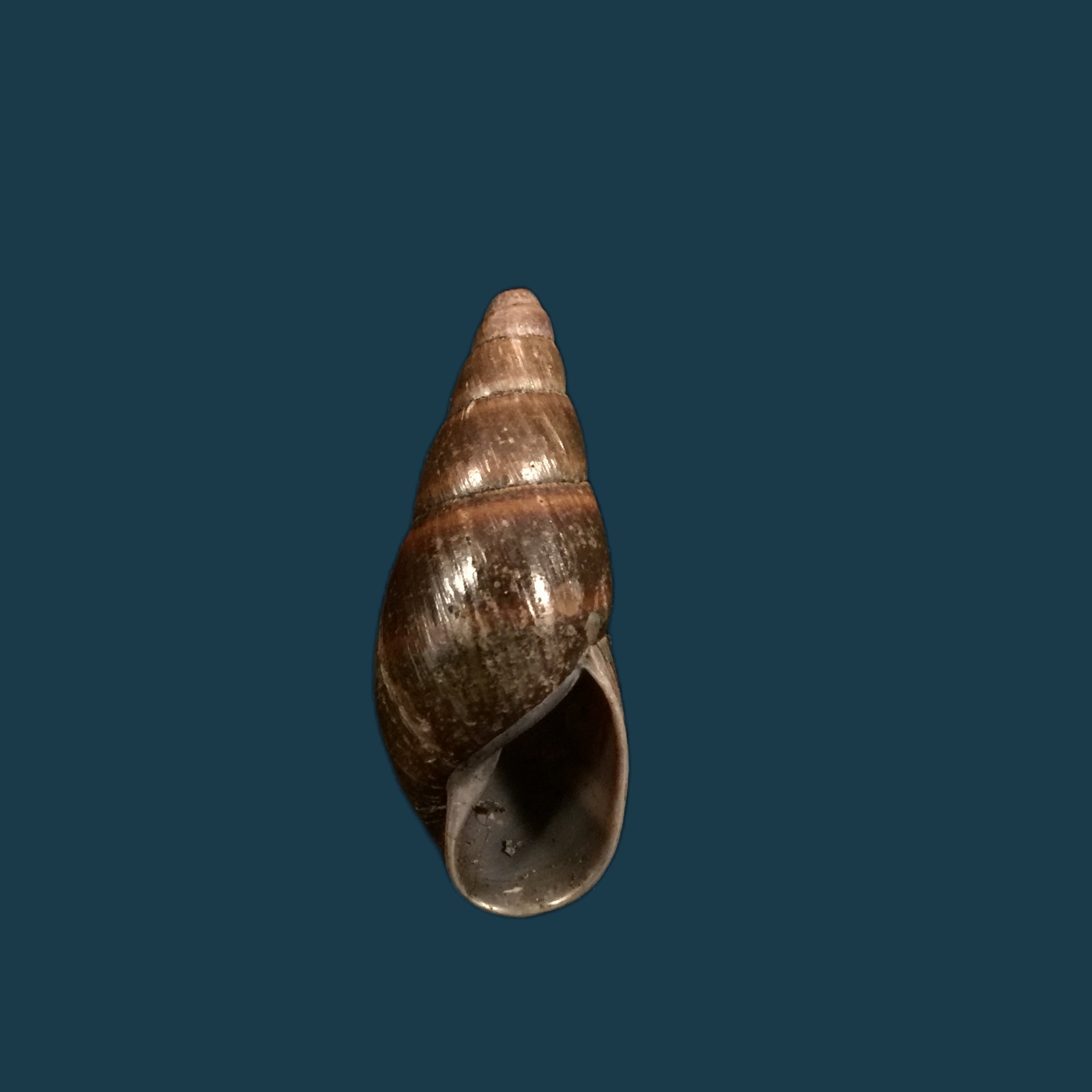 Thaumastus bitaeniatus bifasciatus(腓立比,1847 年) - 38 毫米