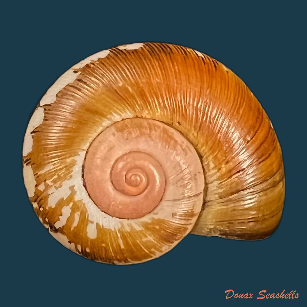 copia-de-aperostoma-fischeri-hidalgo-1867-28mm