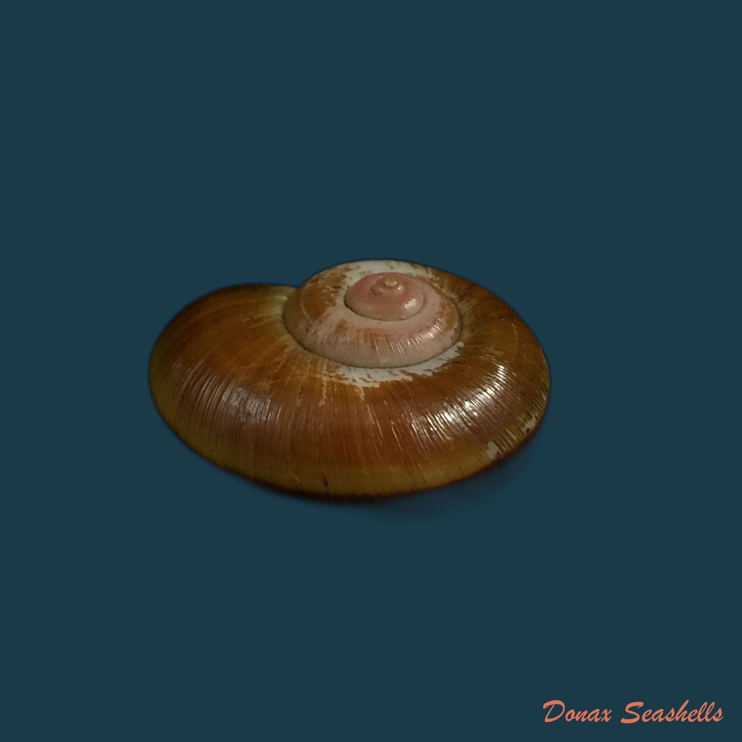 copia-de-aperostoma-fischeri-hidalgo-1867-29-4mm