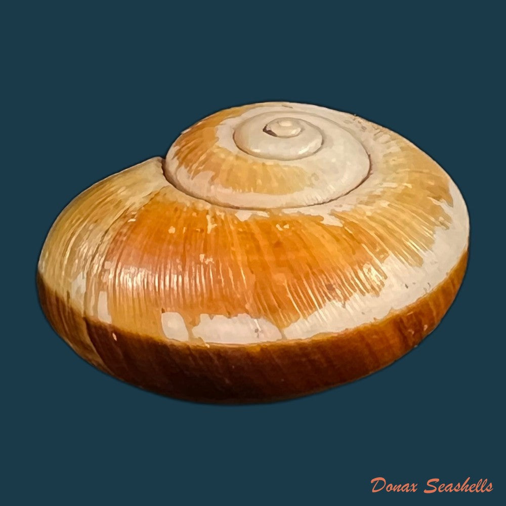 copia-de-aperostoma-fischeri-hidalgo-1867-30-9mm