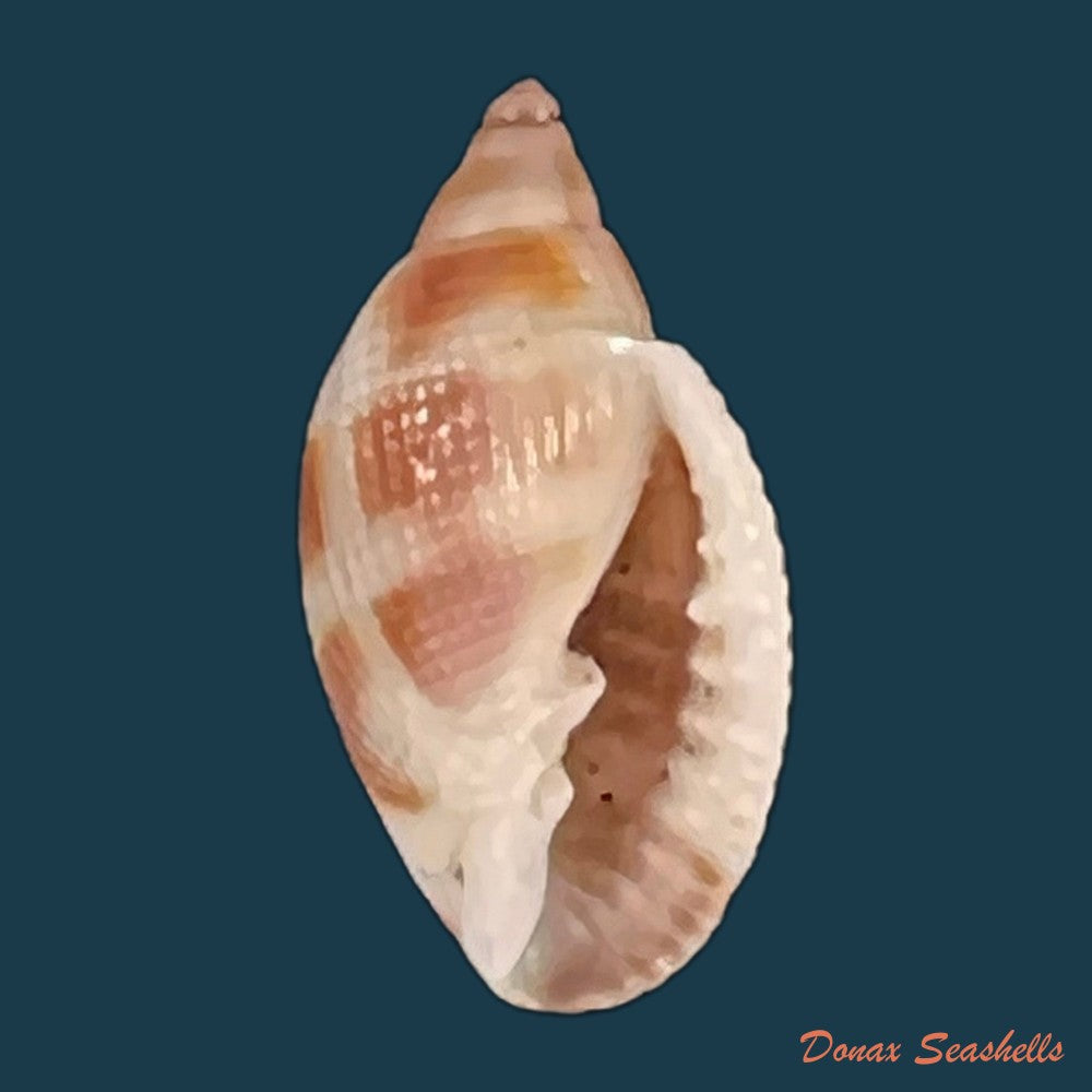 copia-de-aphera-tessellata-g-b-sowerby-i-1832-14mm-1