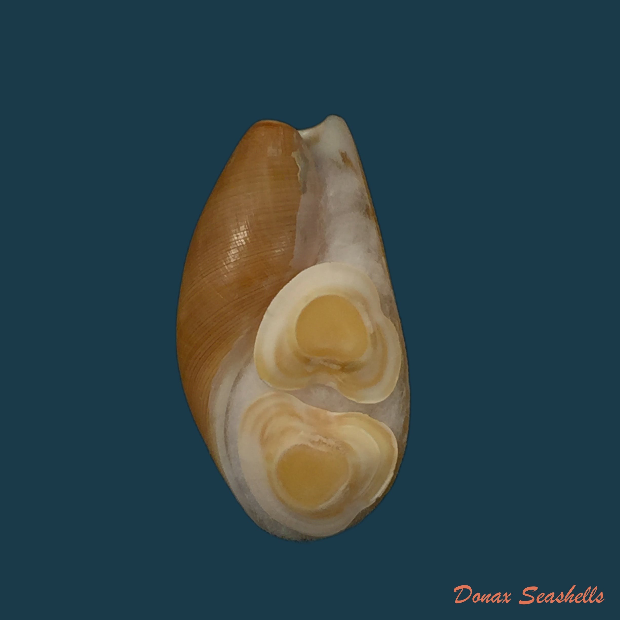 copia-de-aporrhais-senegalensis-gray-1838-19-1mm