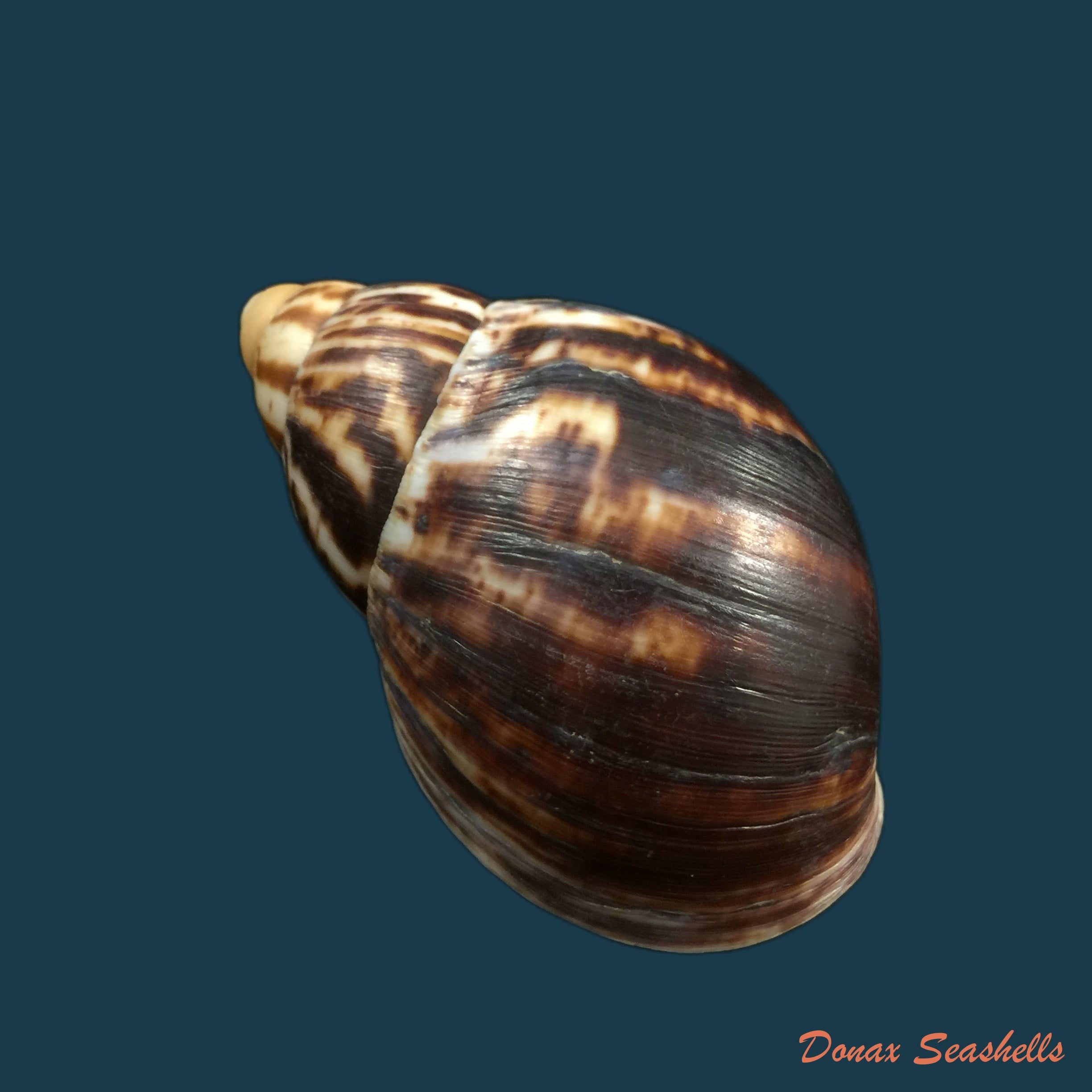 copia-de-archachatina-marginata-egregia-dautzenberg-1921-96-5mm-1