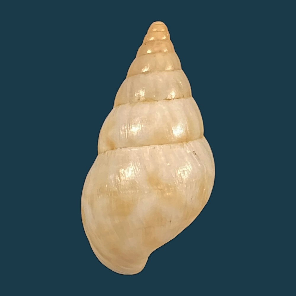 copia-de-archachatina-marginata-egregia-dautzenberg-1921-96-5mm-2