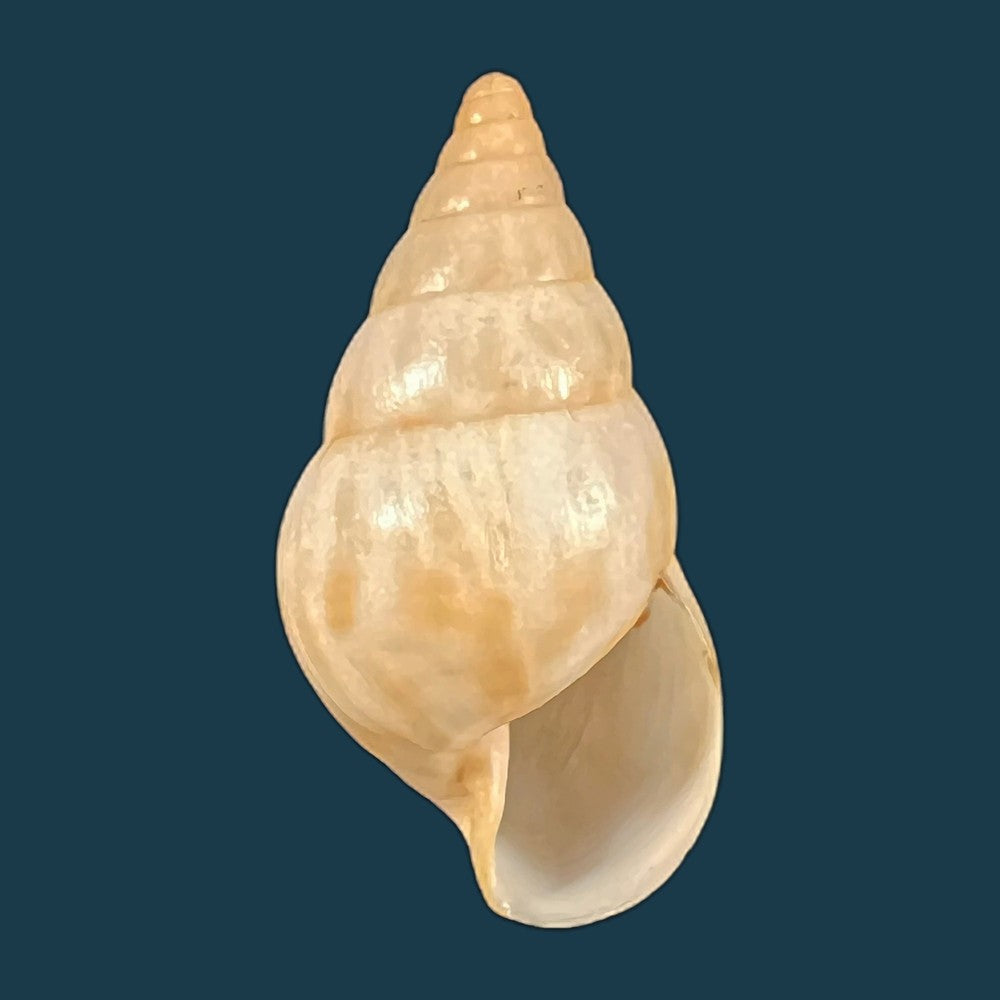 copia-de-archachatina-marginata-egregia-dautzenberg-1921-96-5mm-2