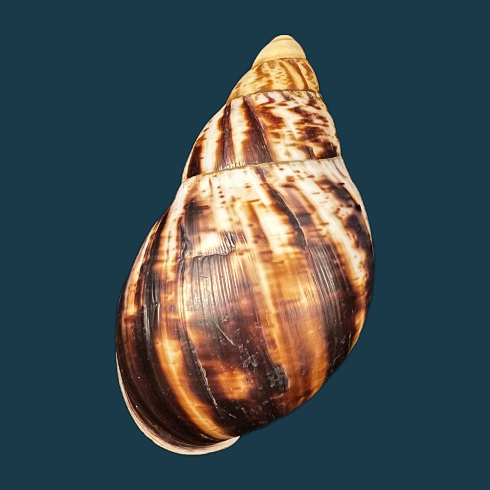 copia-de-archachatina-marginata-egregiella-bequaert-clench-1936-107mm