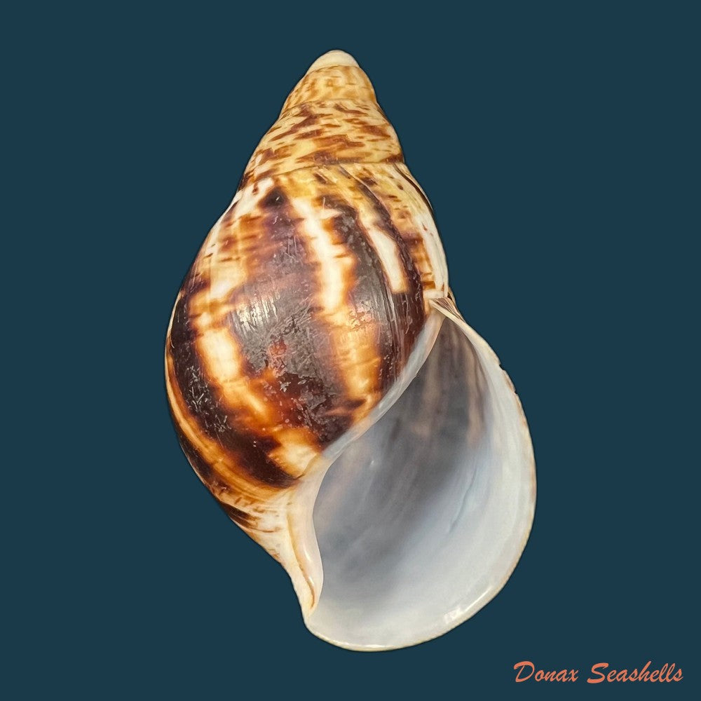 copia-de-archachatina-marginata-egregiella-bequaert-clench-1936-107mm