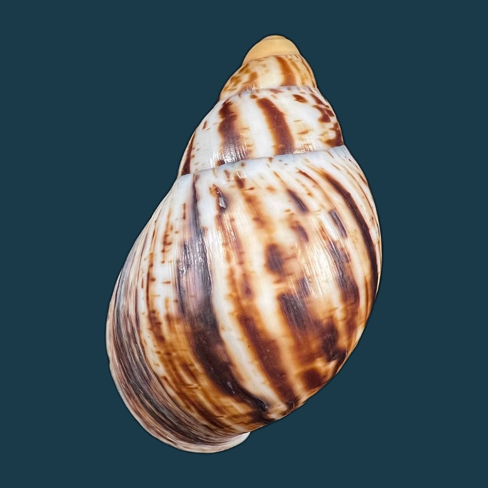copia-de-archachatina-marginata-egregiella-bequaert-clench-1936-110-3mm