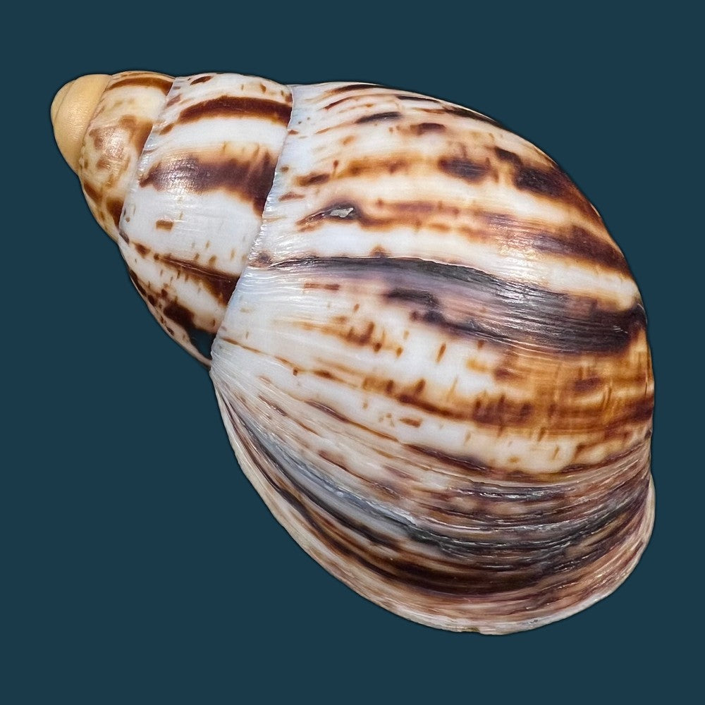 copia-de-archachatina-marginata-egregiella-bequaert-clench-1936-110-3mm