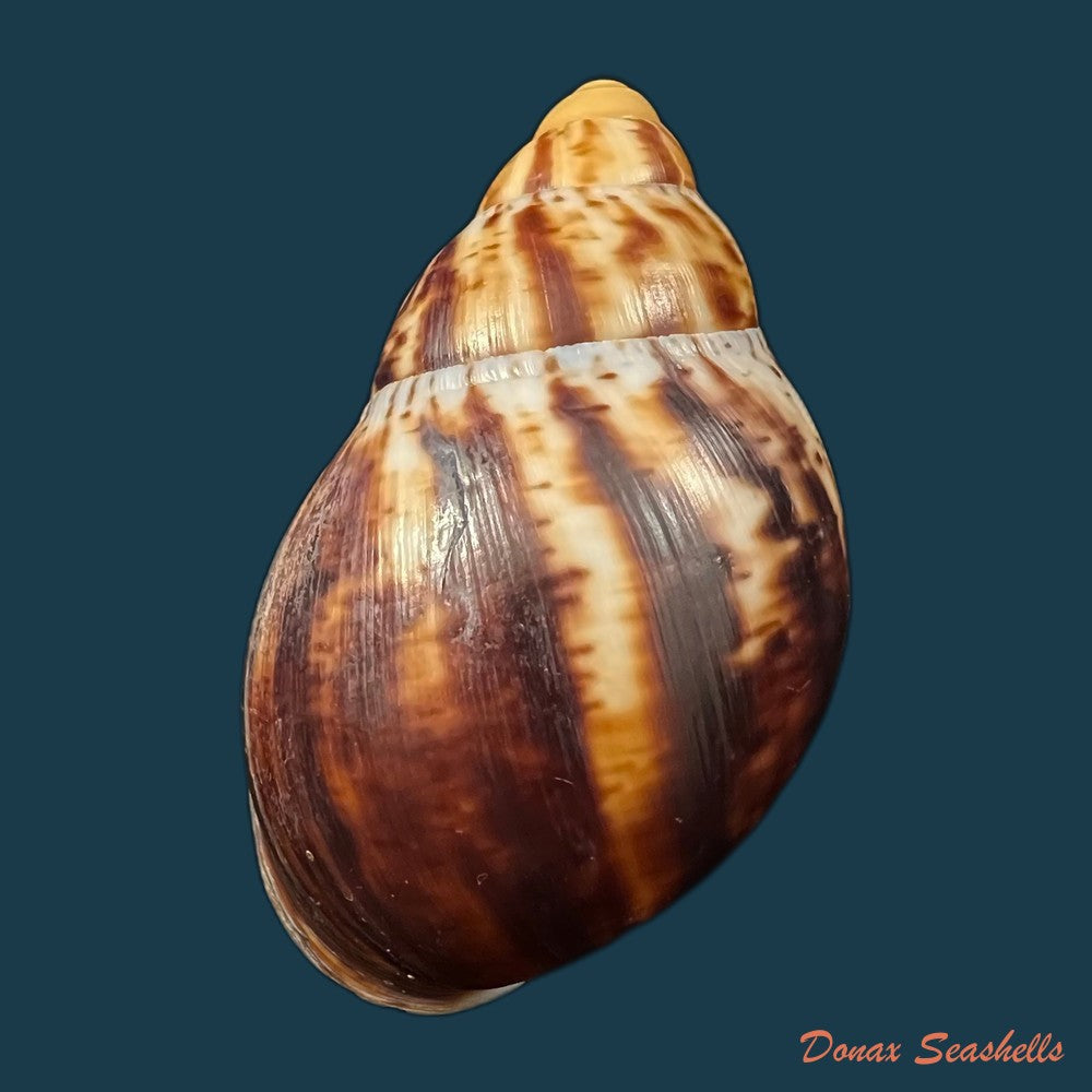 copia-de-archachatina-marginata-egregiella-bequaert-clench-1936-92-7mm