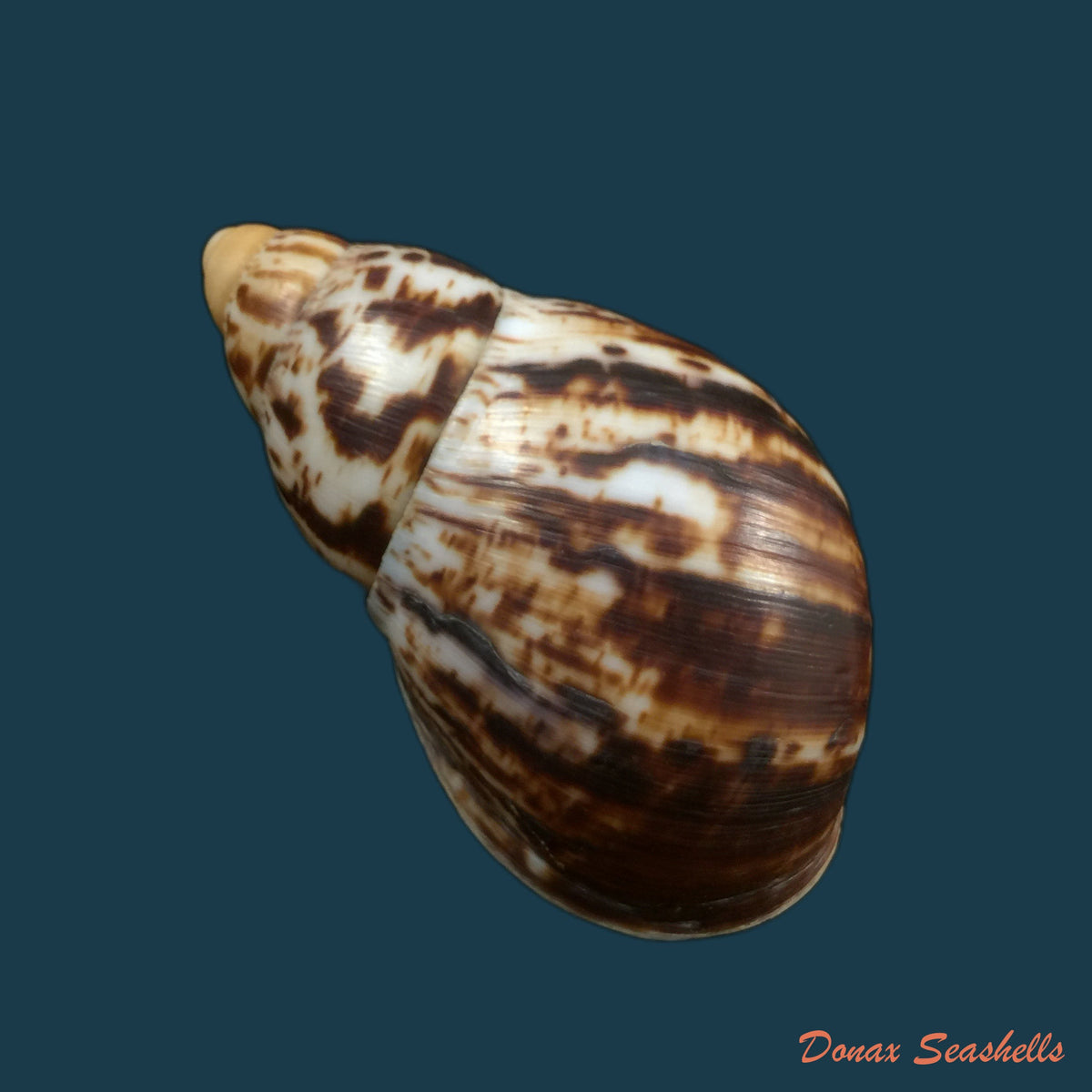 copia-de-archachatina-marginata-egregiella-bequaert-clench-1936-93-7mm